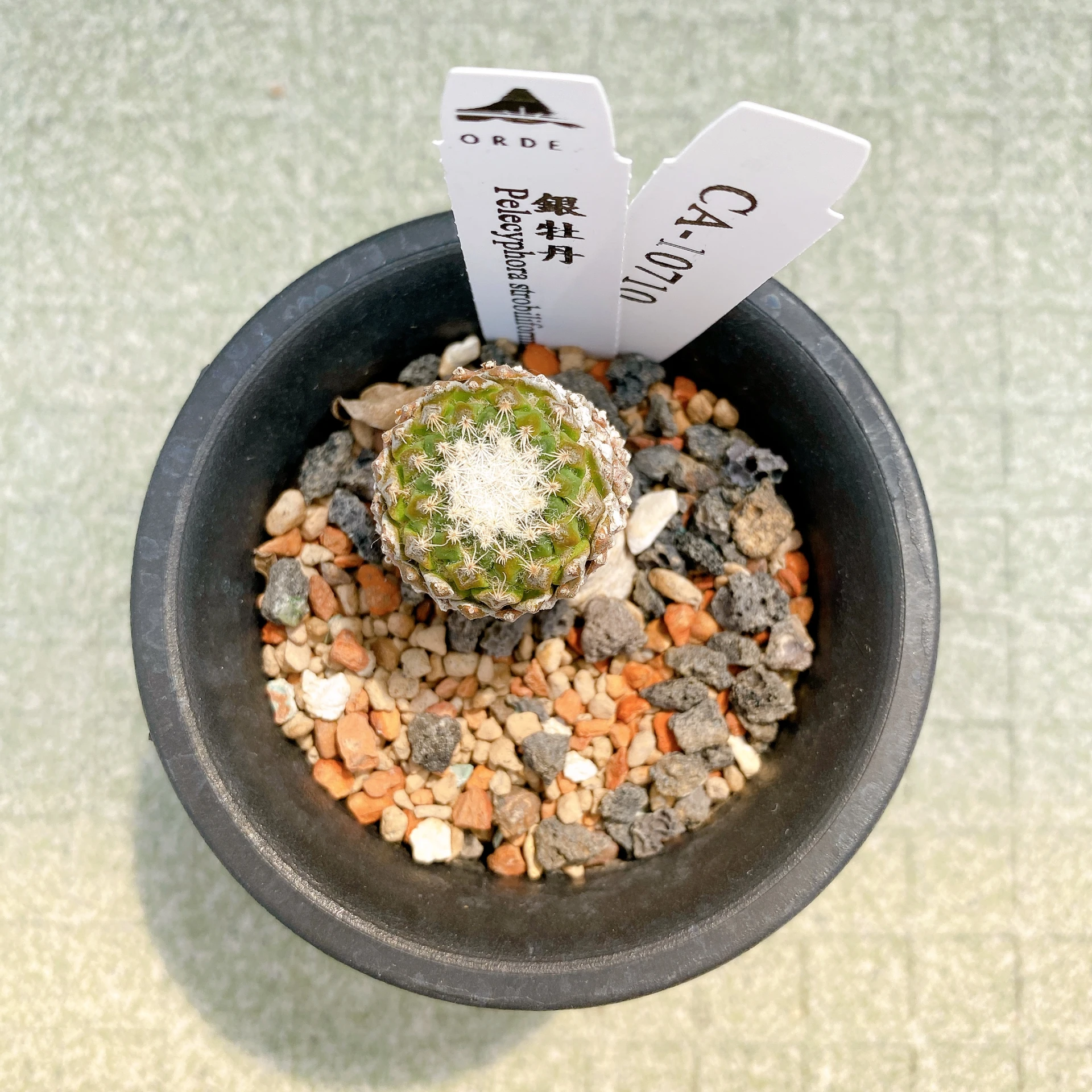 銀牡丹 Pelecyphora strobiliformis CA-10710