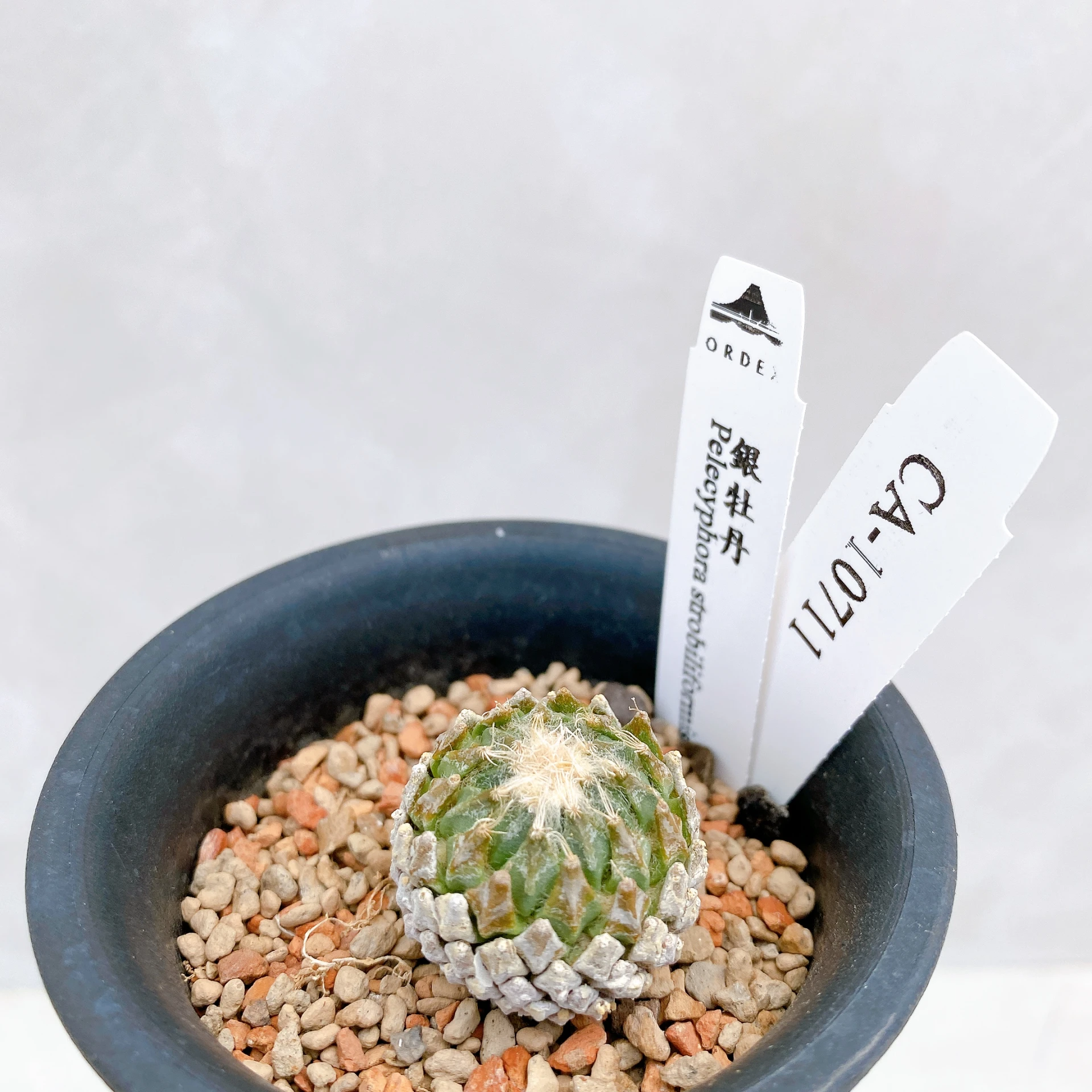 銀牡丹 Pelecyphora strobiliformis CA-10711