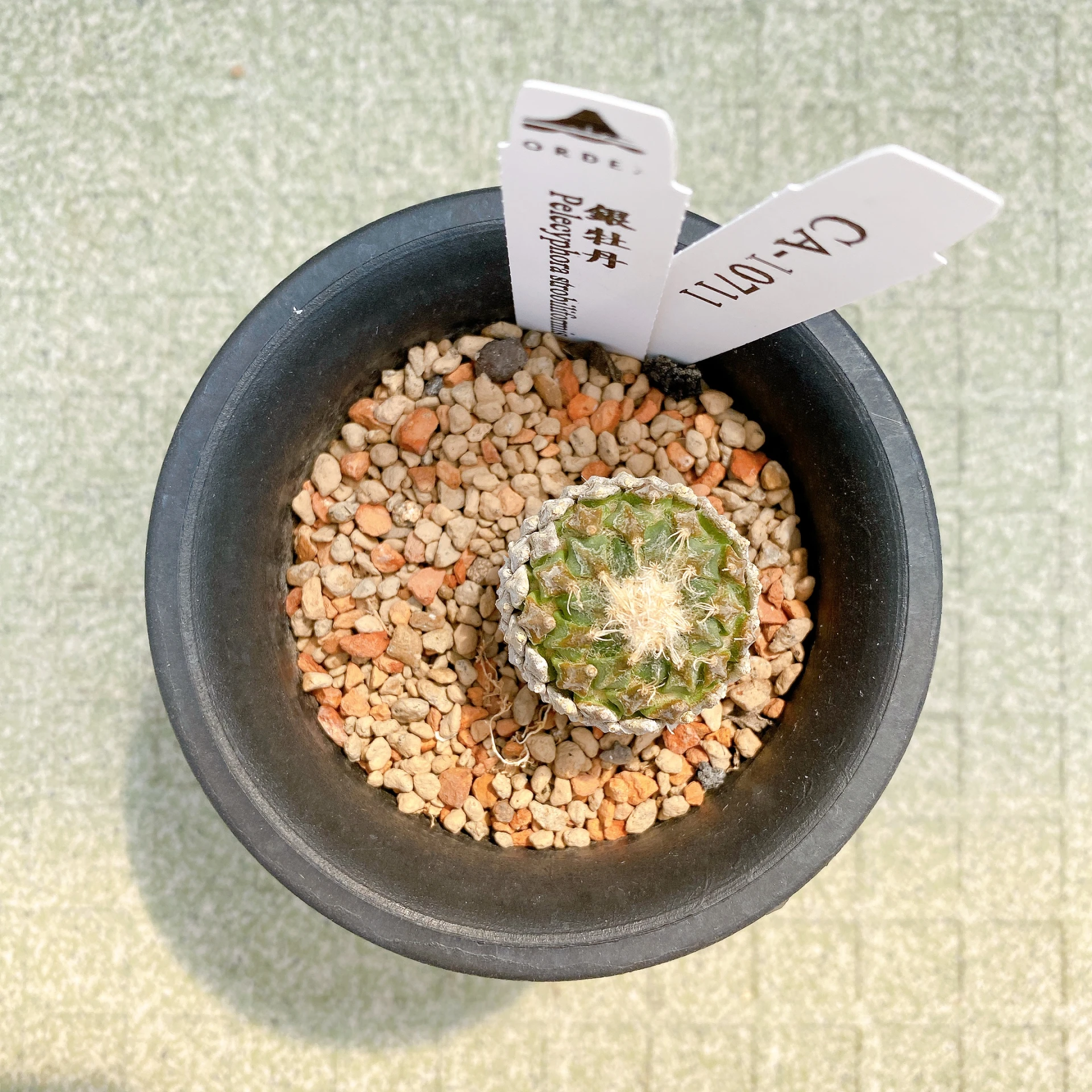 銀牡丹 Pelecyphora strobiliformis CA-10711