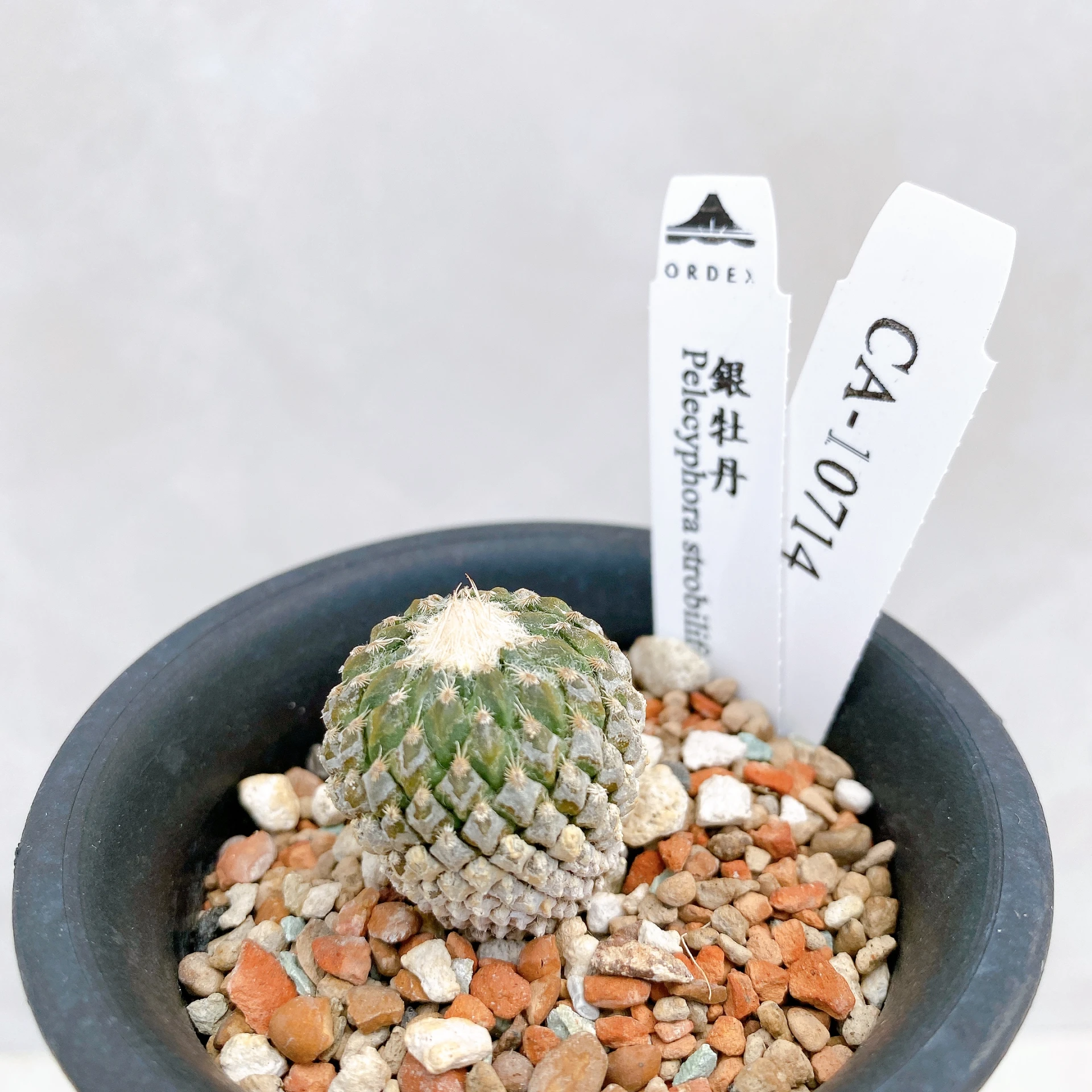 銀牡丹 Pelecyphora strobiliformis CA-10714