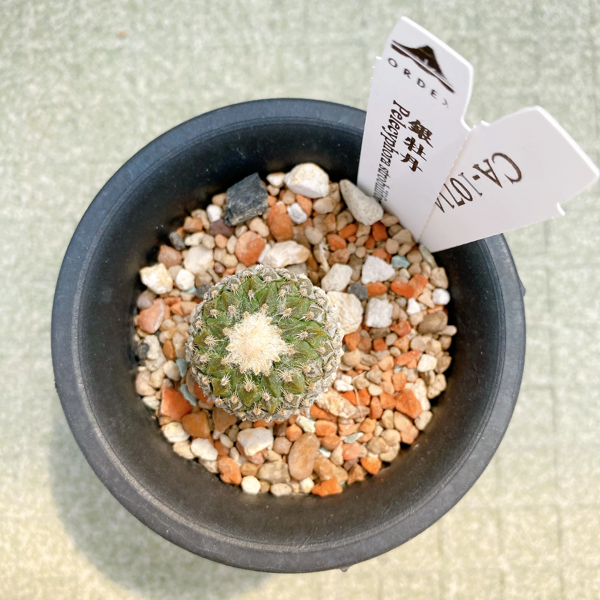 銀牡丹 Pelecyphora strobiliformis CA-10714