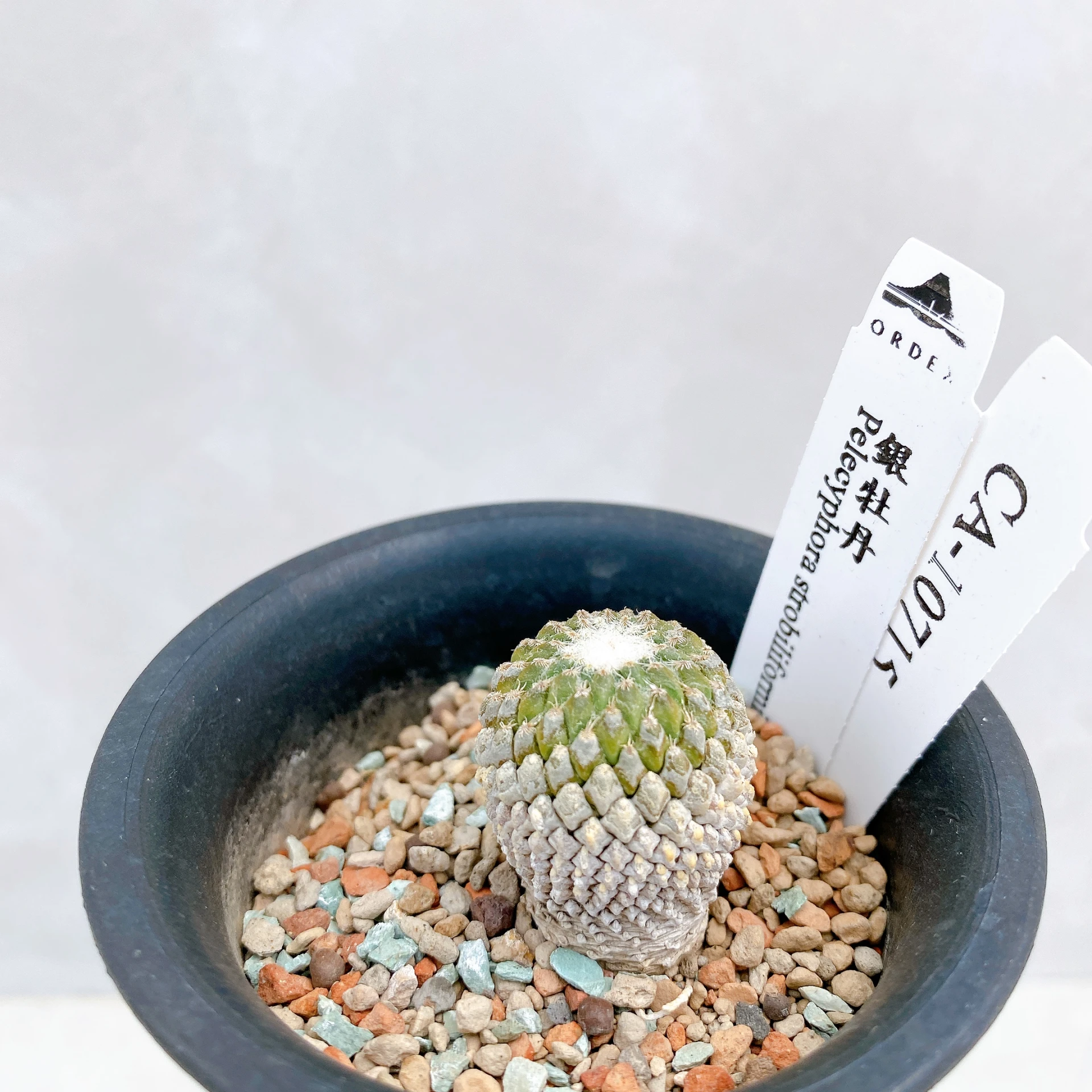 銀牡丹 Pelecyphora strobiliformis CA-10715