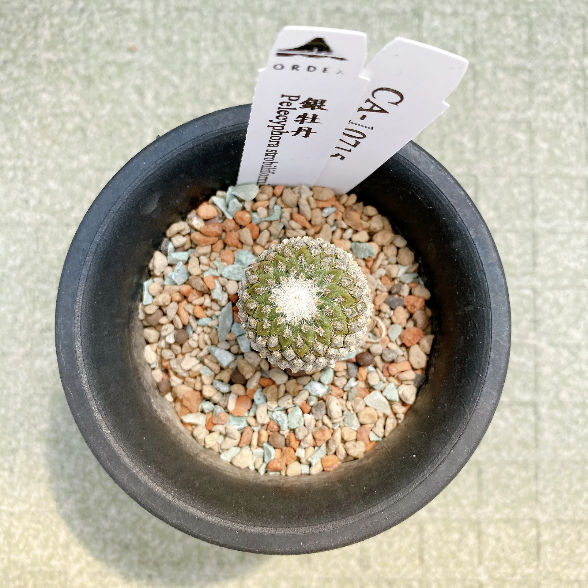 銀牡丹 Pelecyphora strobiliformis CA-10715