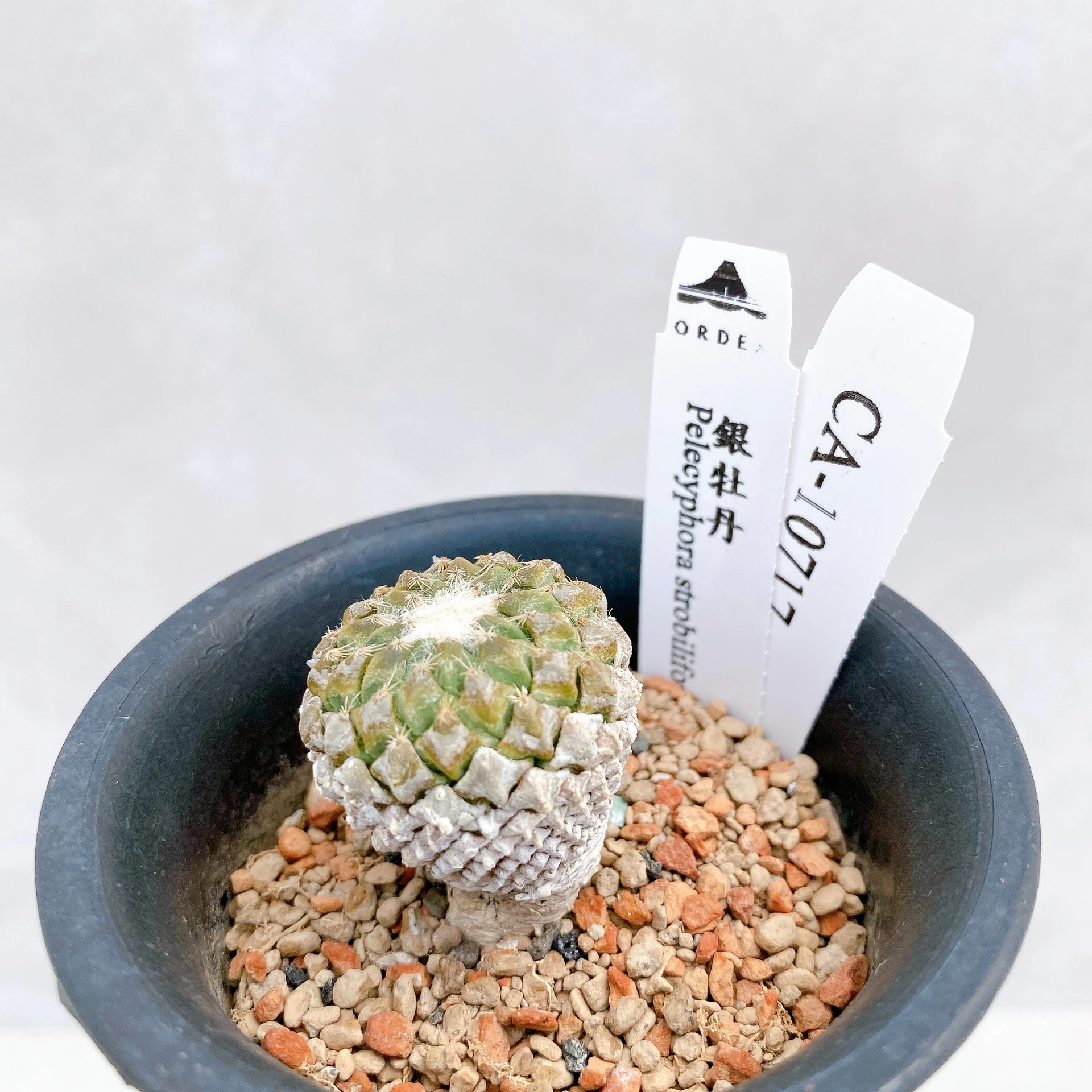 銀牡丹 Pelecyphora strobiliformis CA-10717