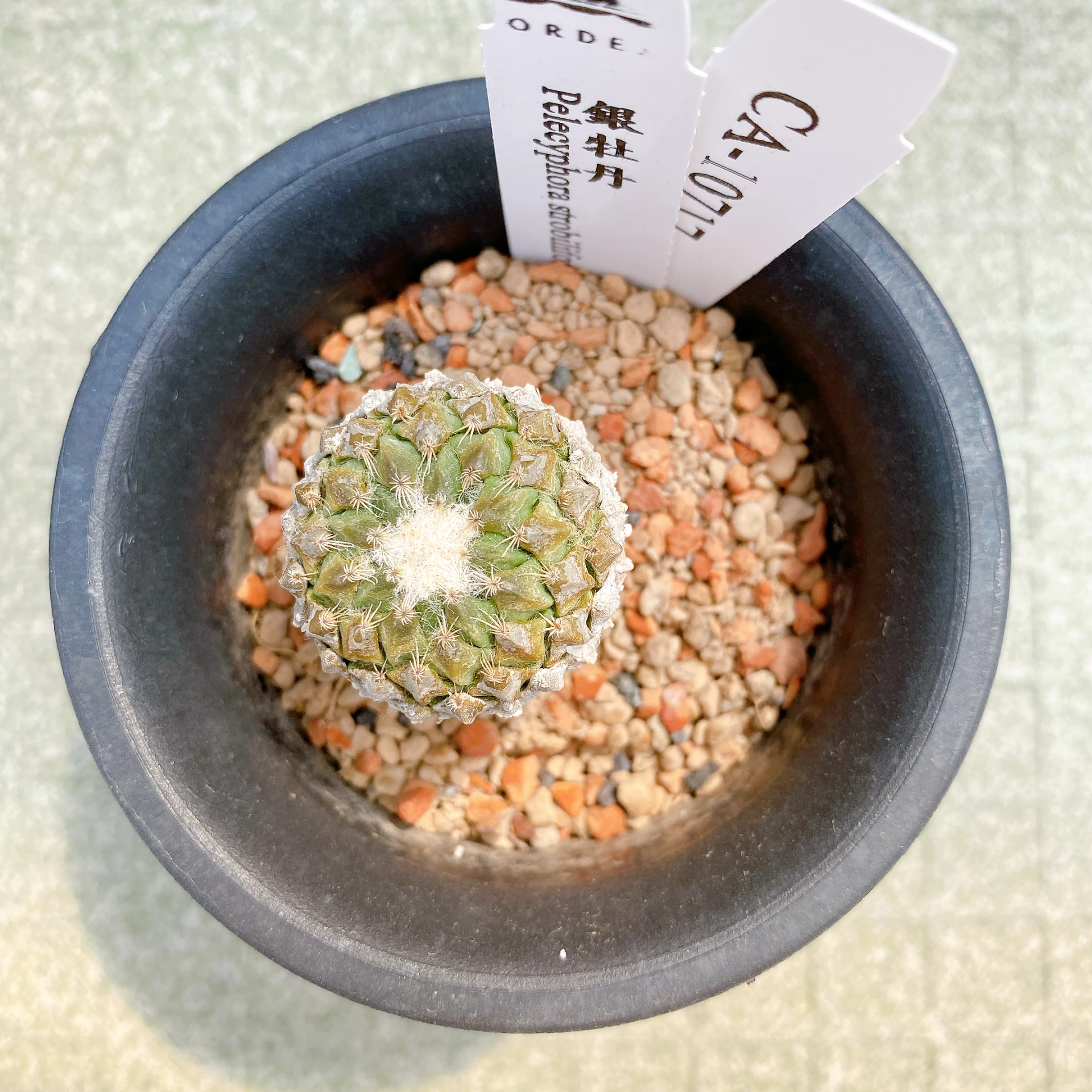 銀牡丹 Pelecyphora strobiliformis CA-10717