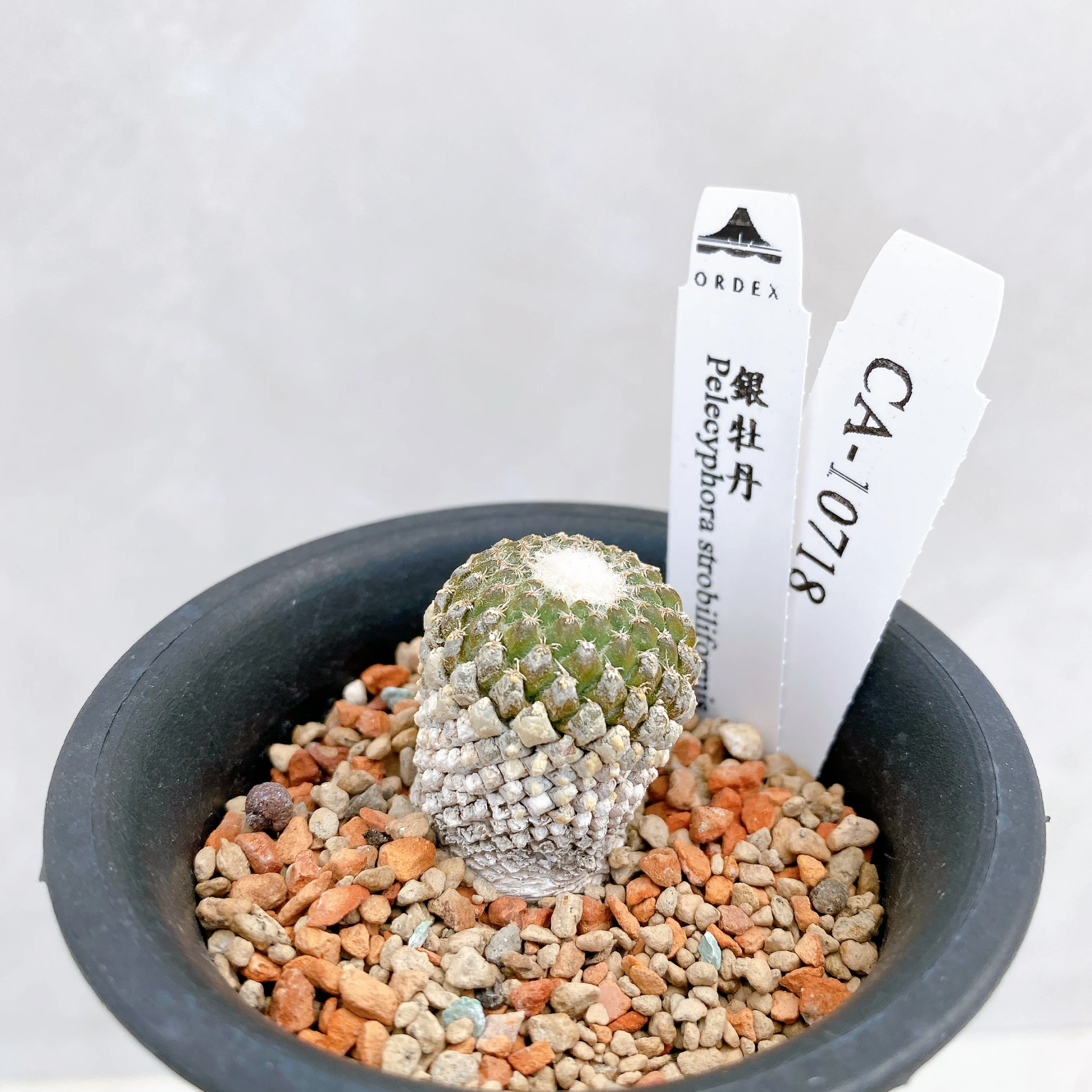 銀牡丹 Pelecyphora strobiliformis CA-10718