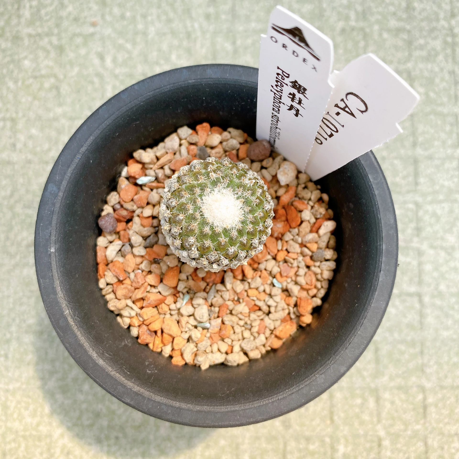 銀牡丹 Pelecyphora strobiliformis CA-10718
