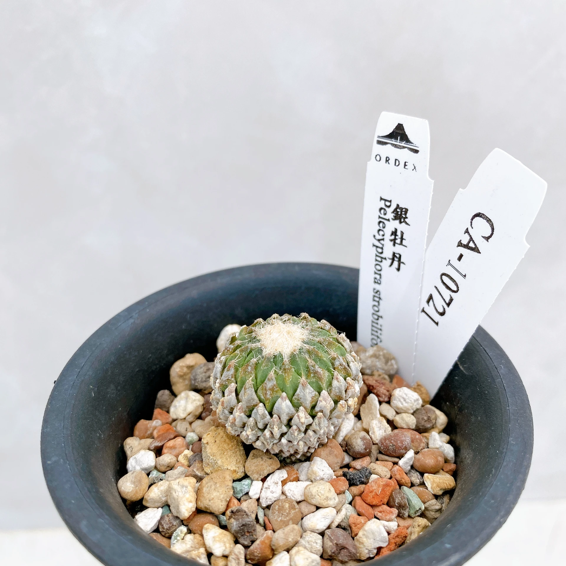 銀牡丹 Pelecyphora strobiliformis CA-10721