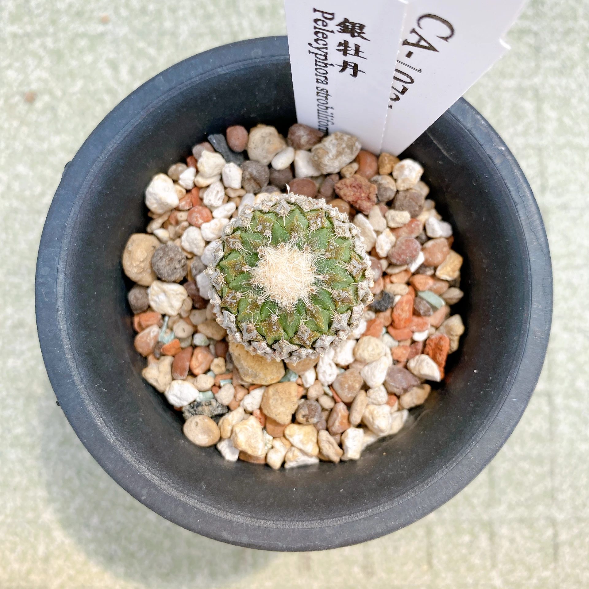 銀牡丹 Pelecyphora strobiliformis CA-10721