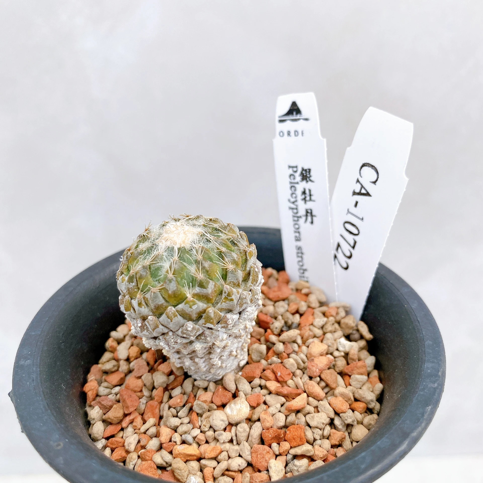 銀牡丹 Pelecyphora strobiliformis CA-10722