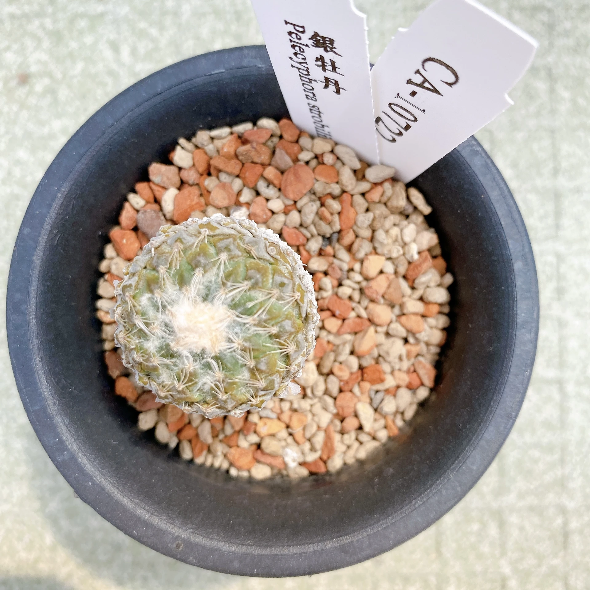 銀牡丹 Pelecyphora strobiliformis CA-10722