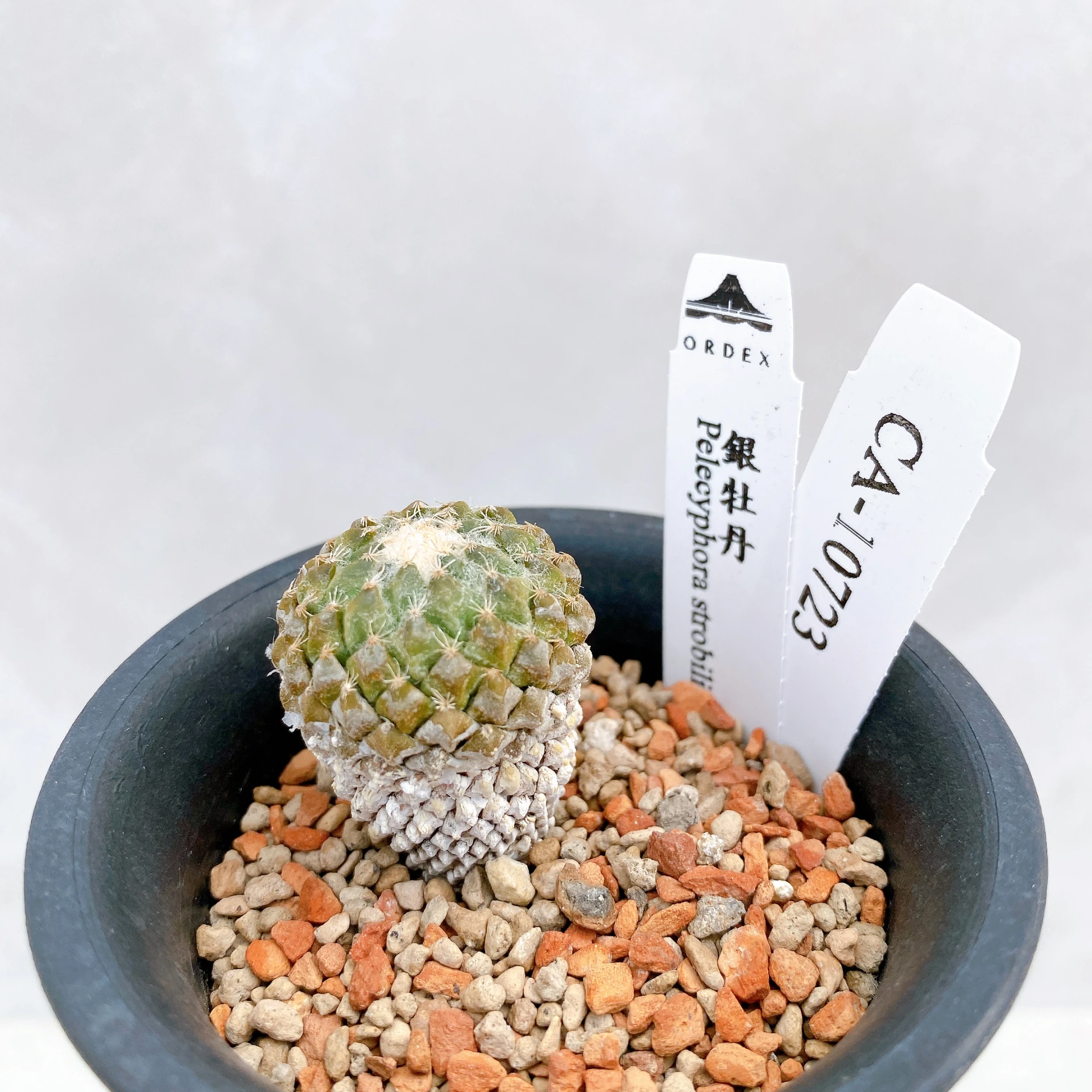 銀牡丹 Pelecyphora strobiliformis CA-10723