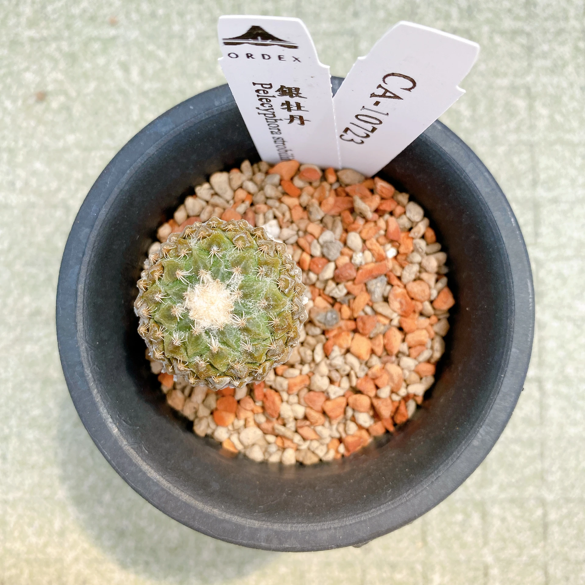 銀牡丹 Pelecyphora strobiliformis CA-10723