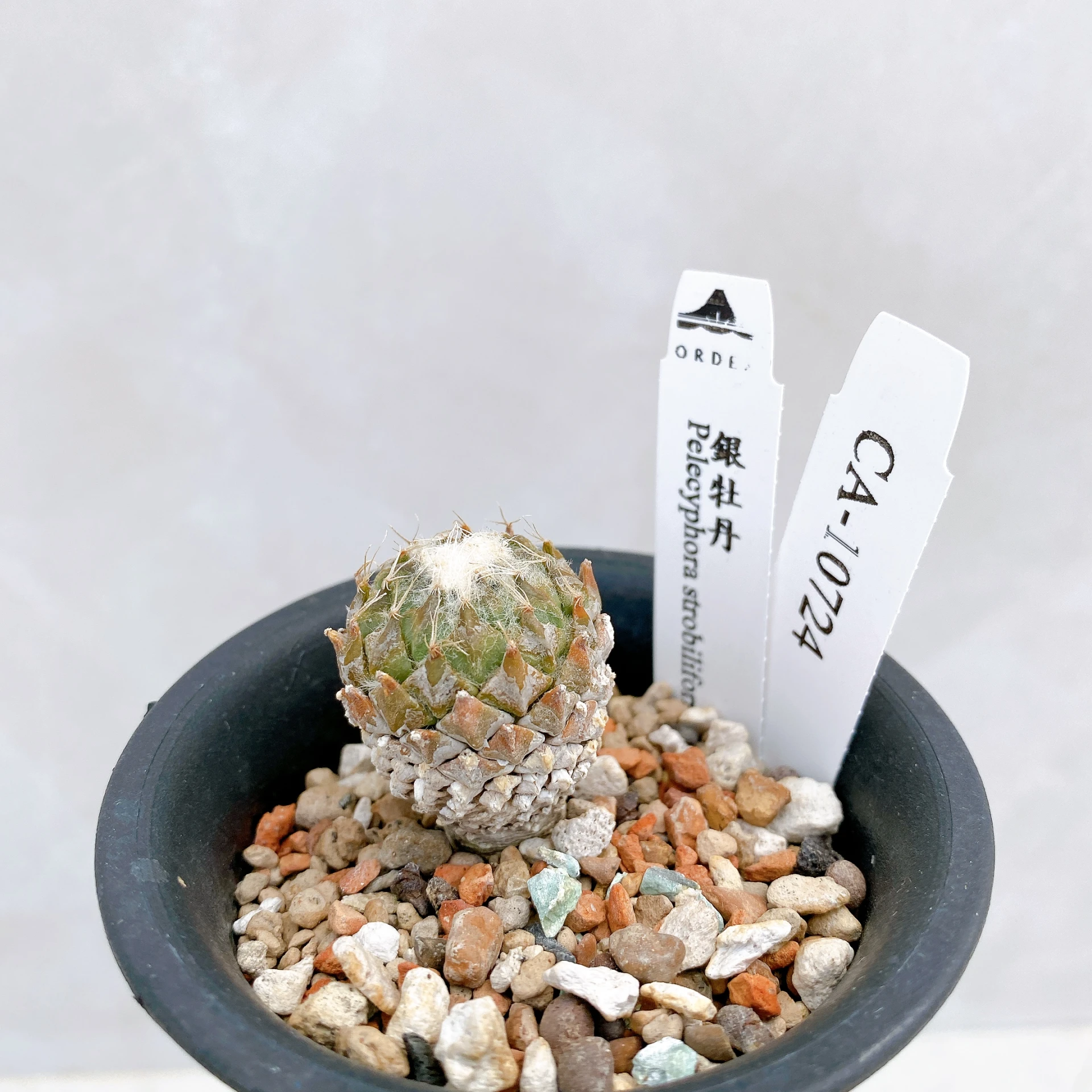 銀牡丹 Pelecyphora strobiliformis CA-10724