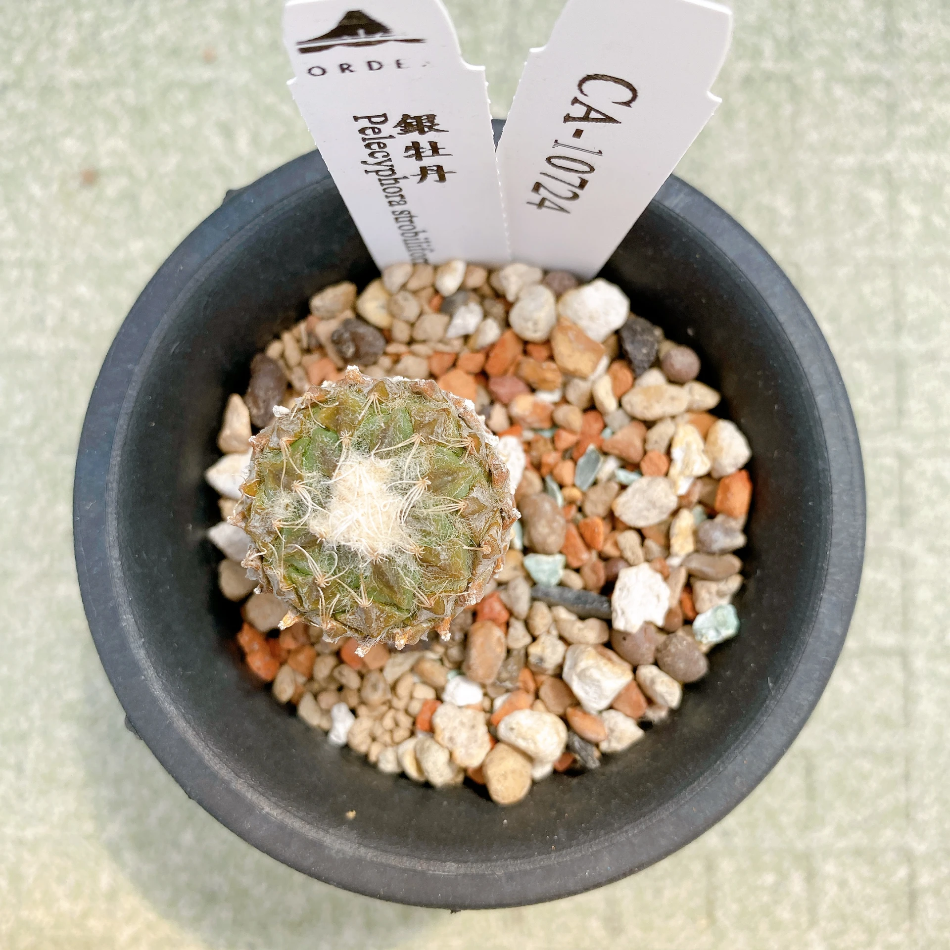 銀牡丹 Pelecyphora strobiliformis CA-10724