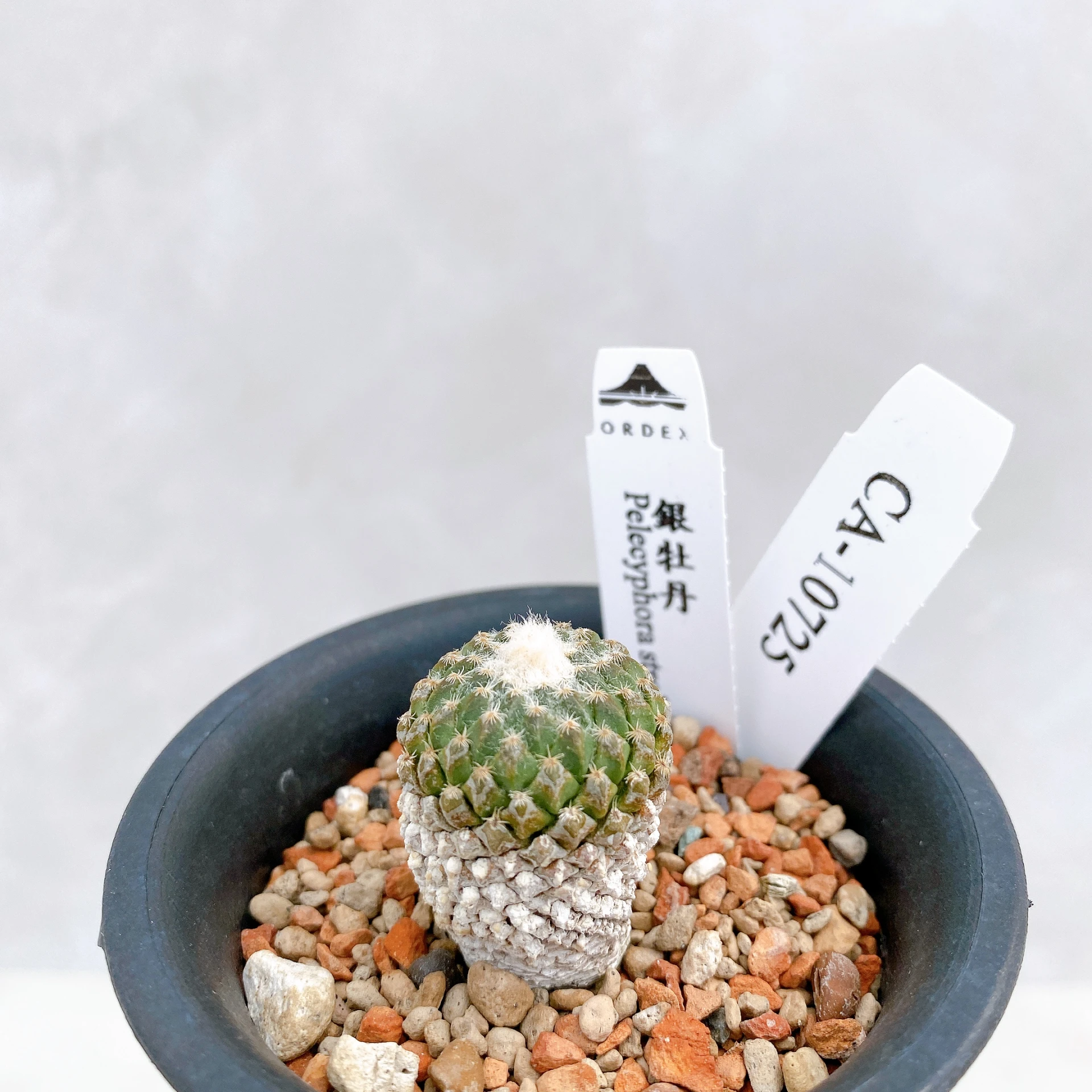 銀牡丹 Pelecyphora strobiliformis CA-10725