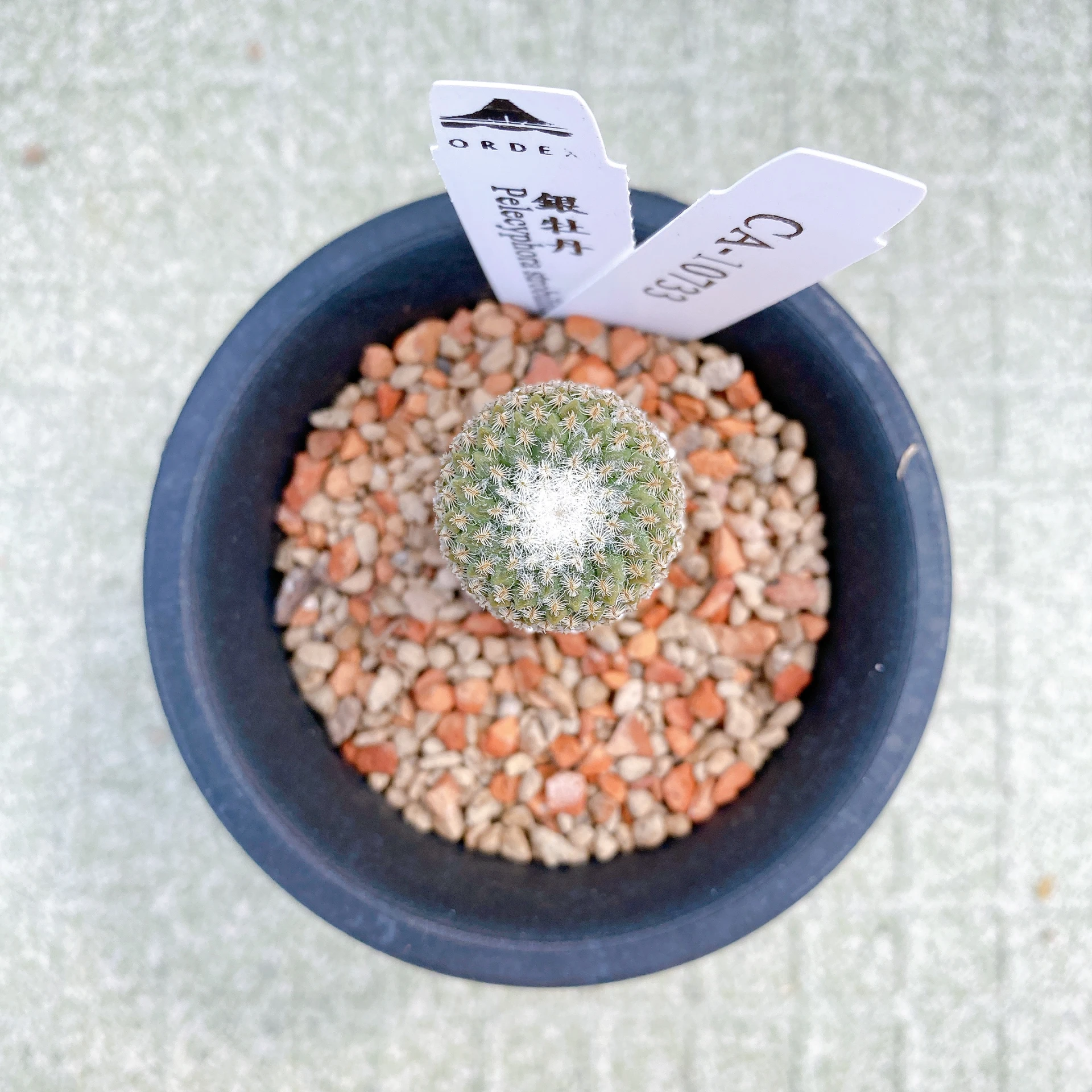 銀牡丹 Pelecyphora strobiliformis CA-10725