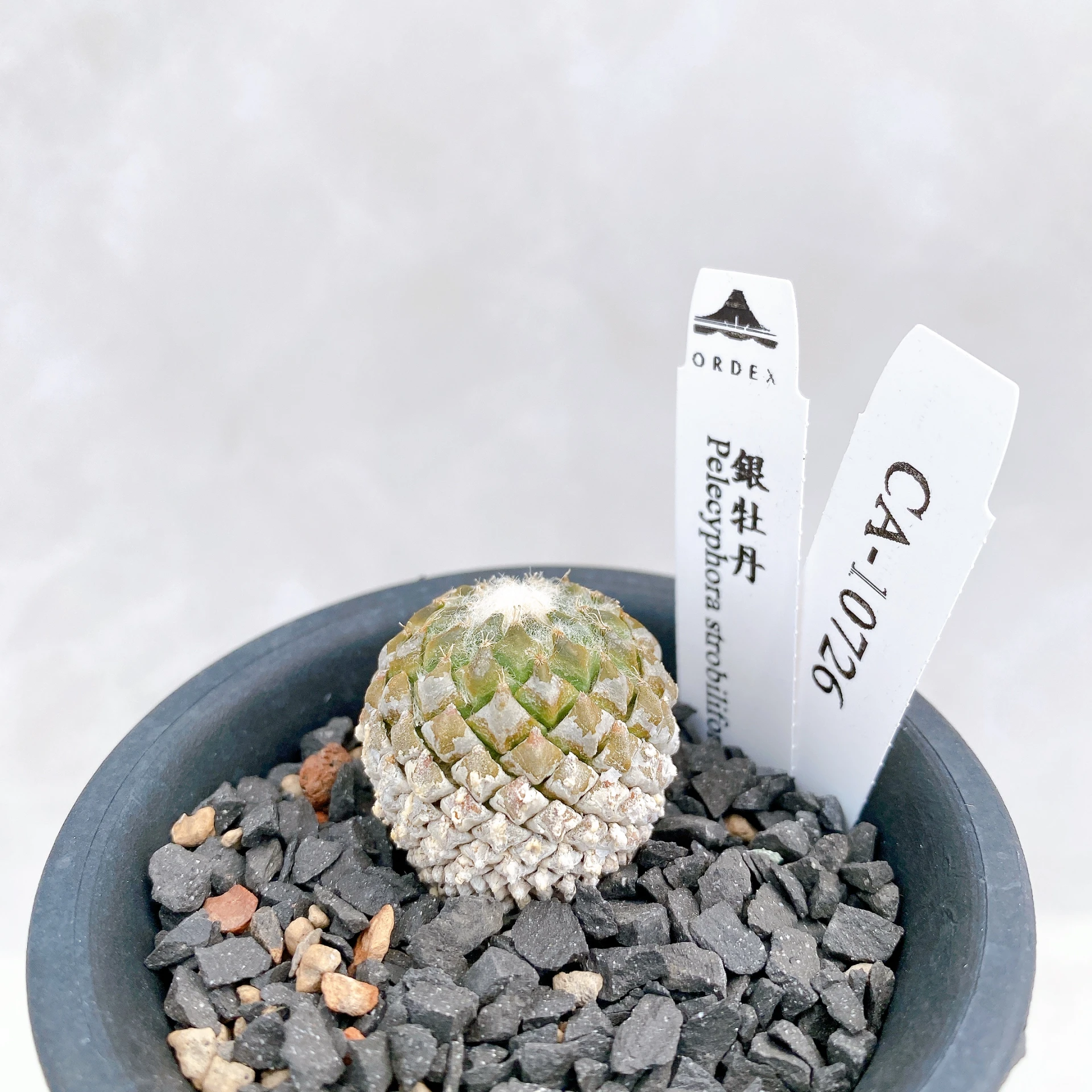 銀牡丹 Pelecyphora strobiliformis CA-10726