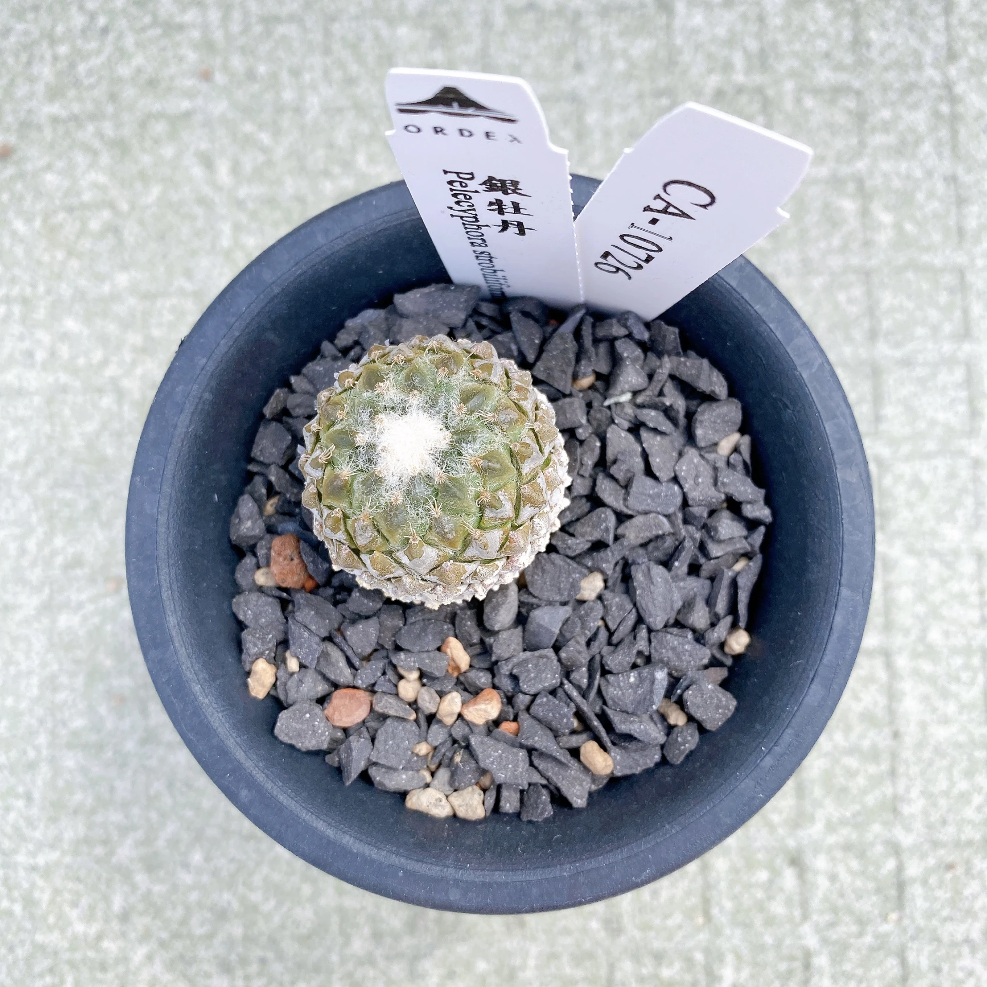 銀牡丹 Pelecyphora strobiliformis CA-10726