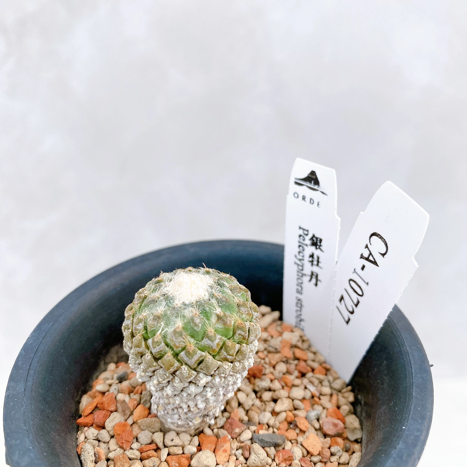 銀牡丹 Pelecyphora strobiliformis CA-10727