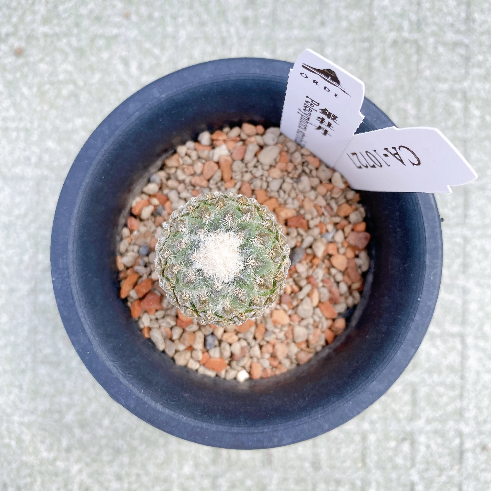 銀牡丹 Pelecyphora strobiliformis CA-10727
