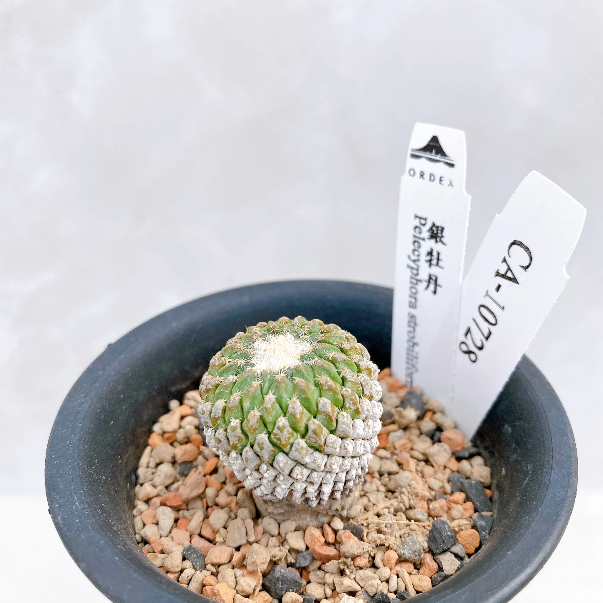 銀牡丹 Pelecyphora strobiliformis CA-10728