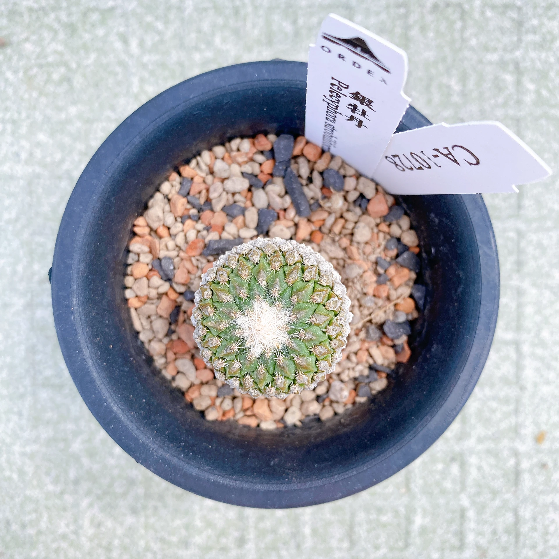 銀牡丹 Pelecyphora strobiliformis CA-10728