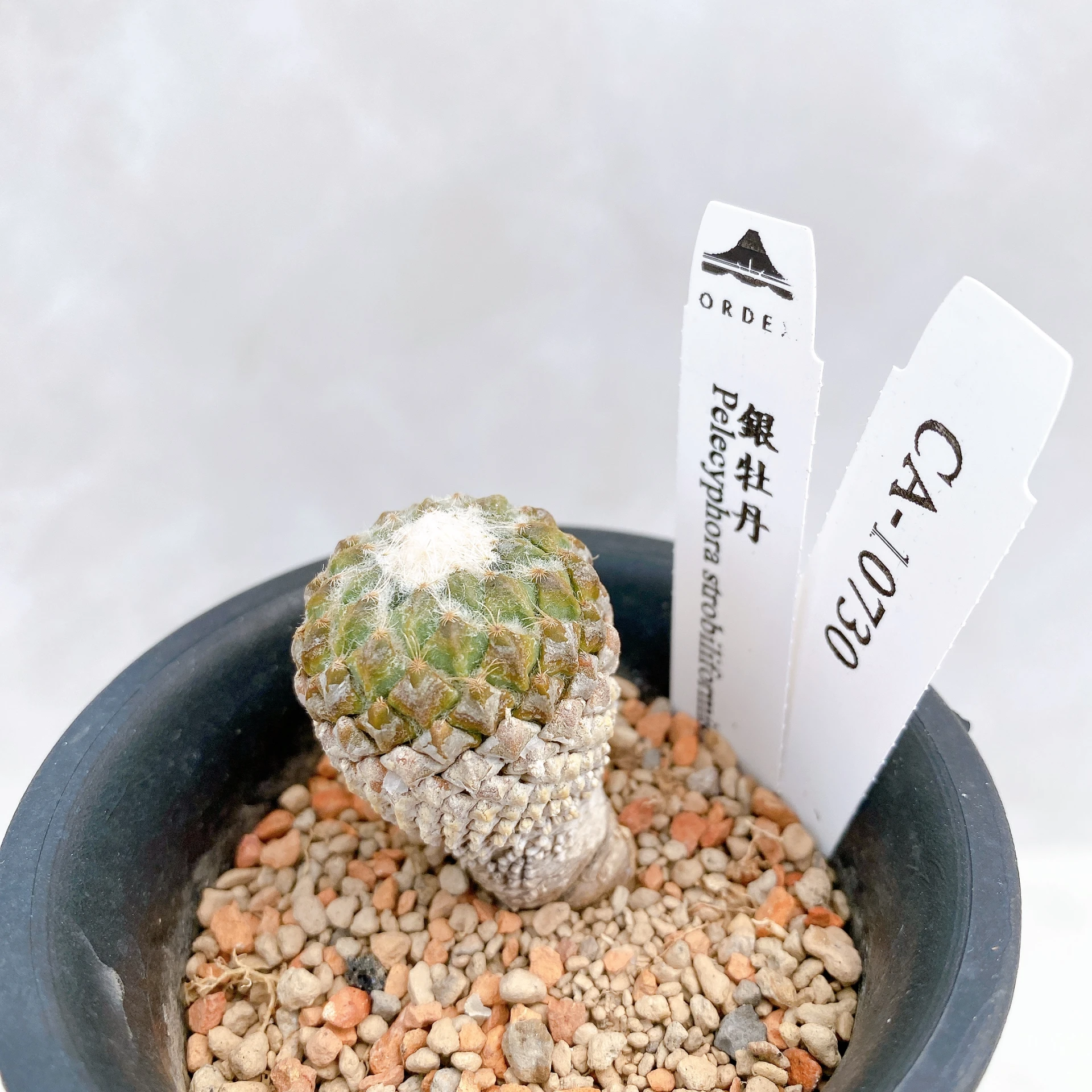 銀牡丹 Pelecyphora strobiliformis CA-10730