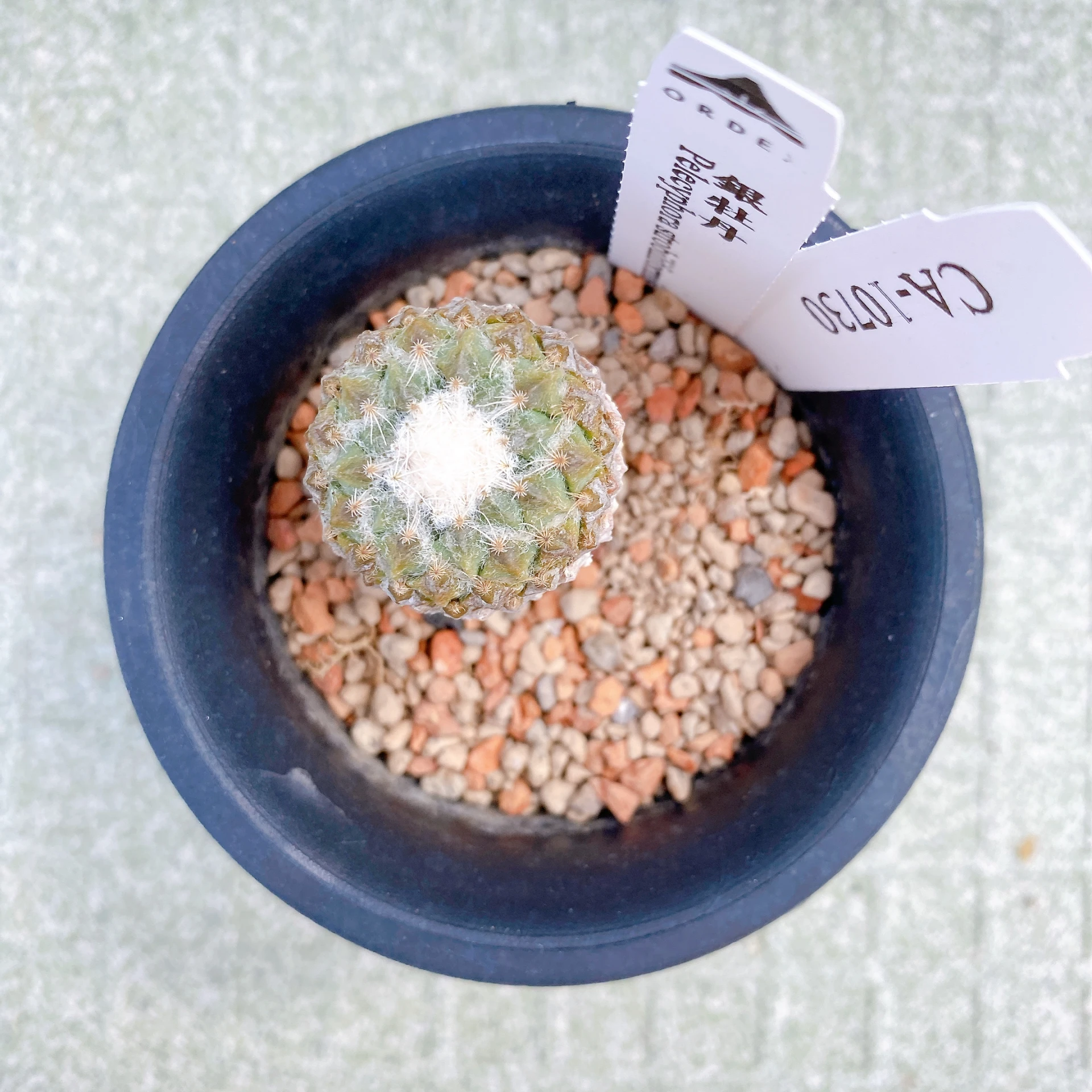 銀牡丹 Pelecyphora strobiliformis CA-10730