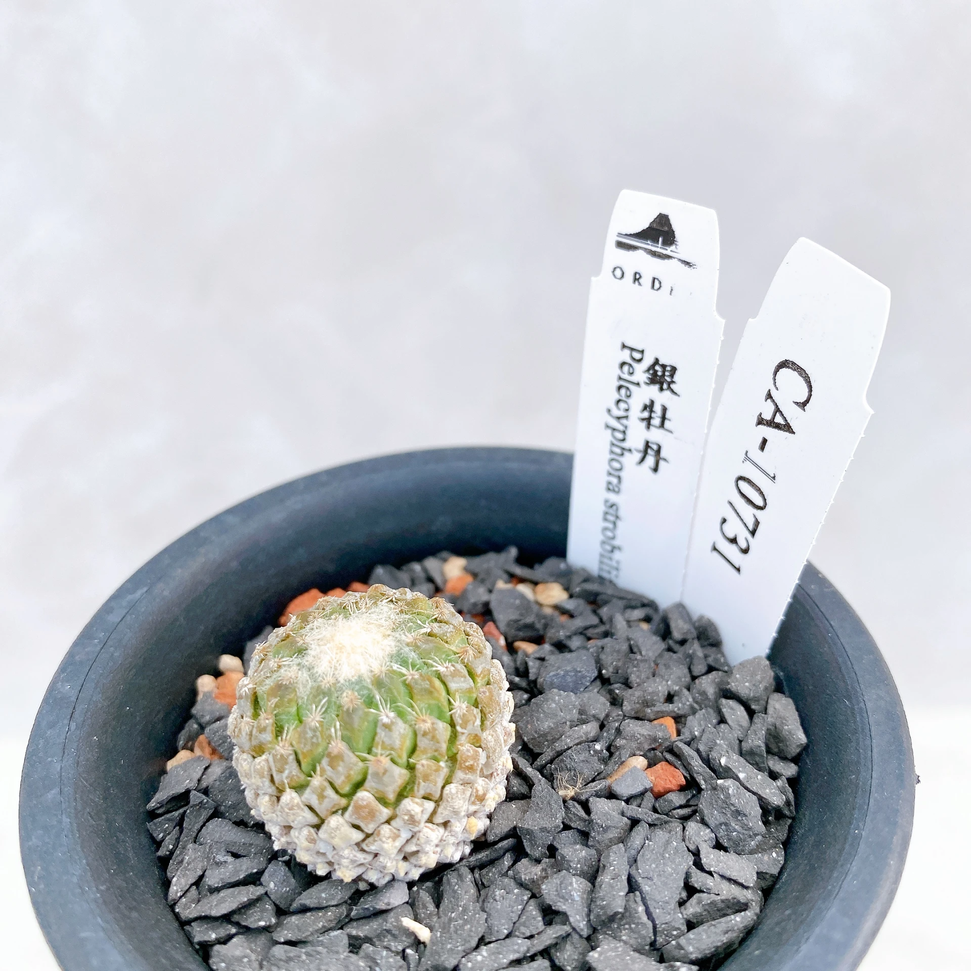 銀牡丹 Pelecyphora strobiliformis CA-10731
