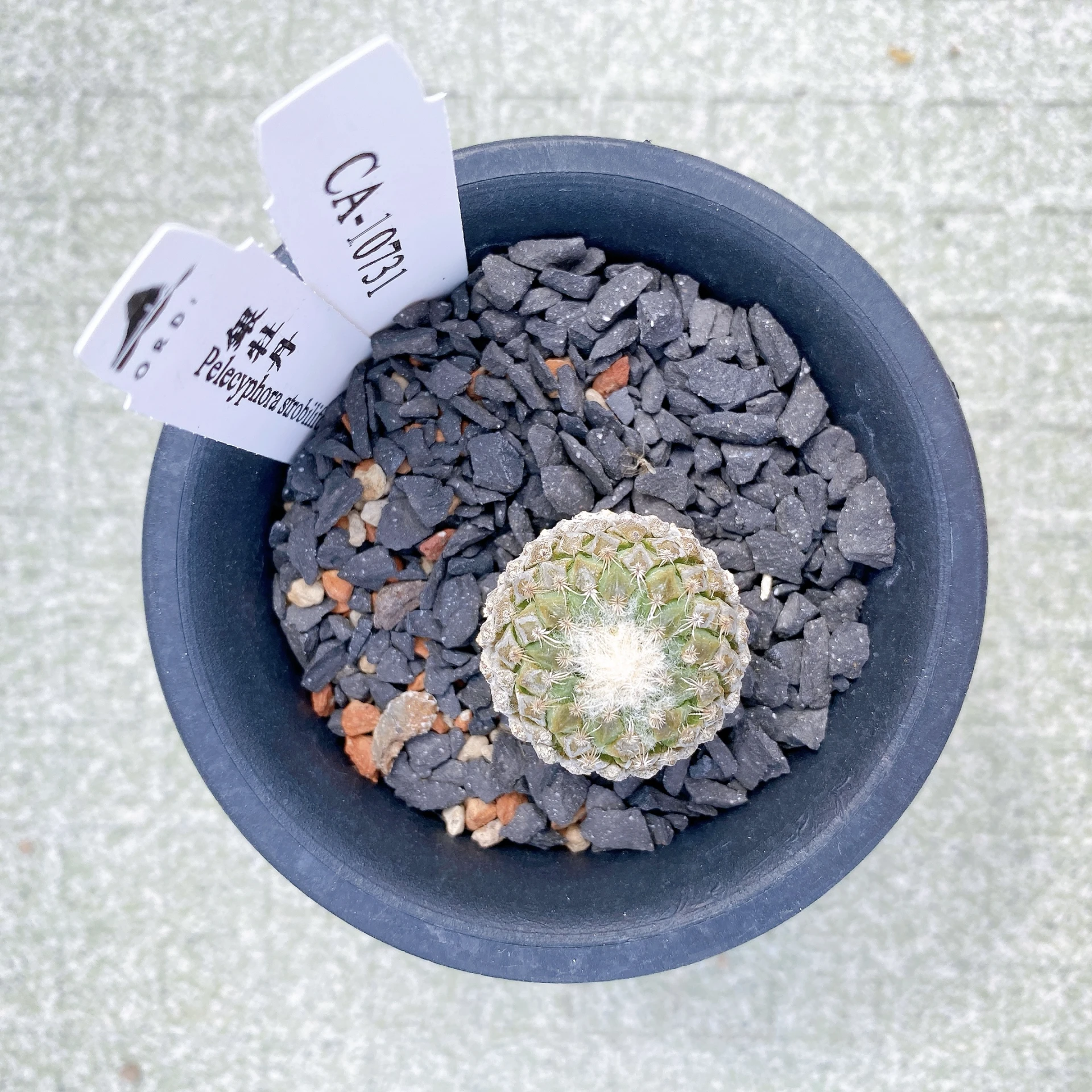 銀牡丹 Pelecyphora strobiliformis CA-10731