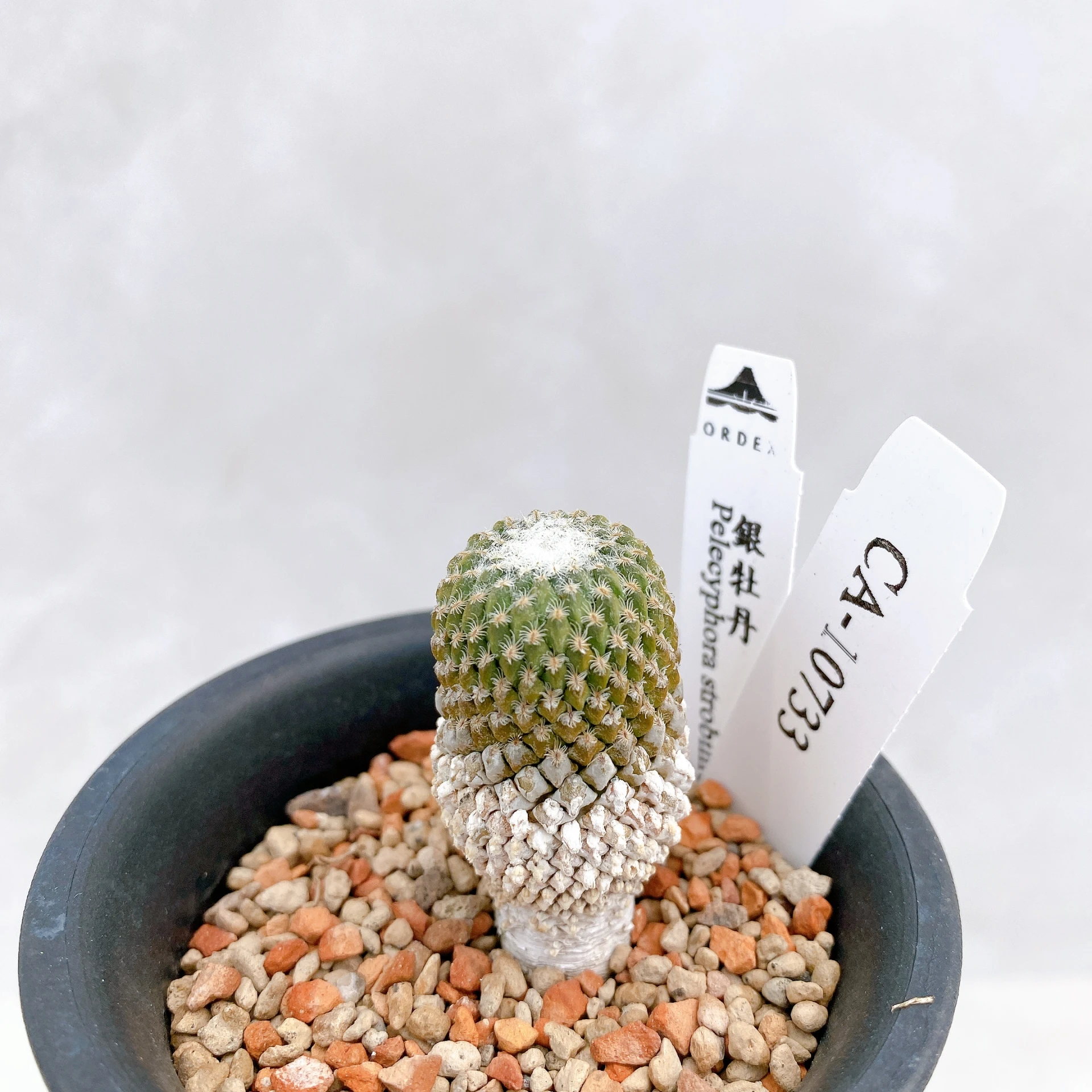 銀牡丹 Pelecyphora strobiliformis CA-10733