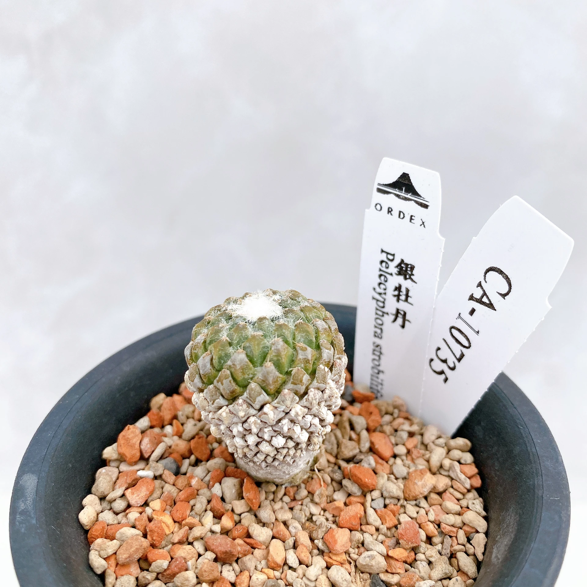 銀牡丹 Pelecyphora strobiliformis CA-10735