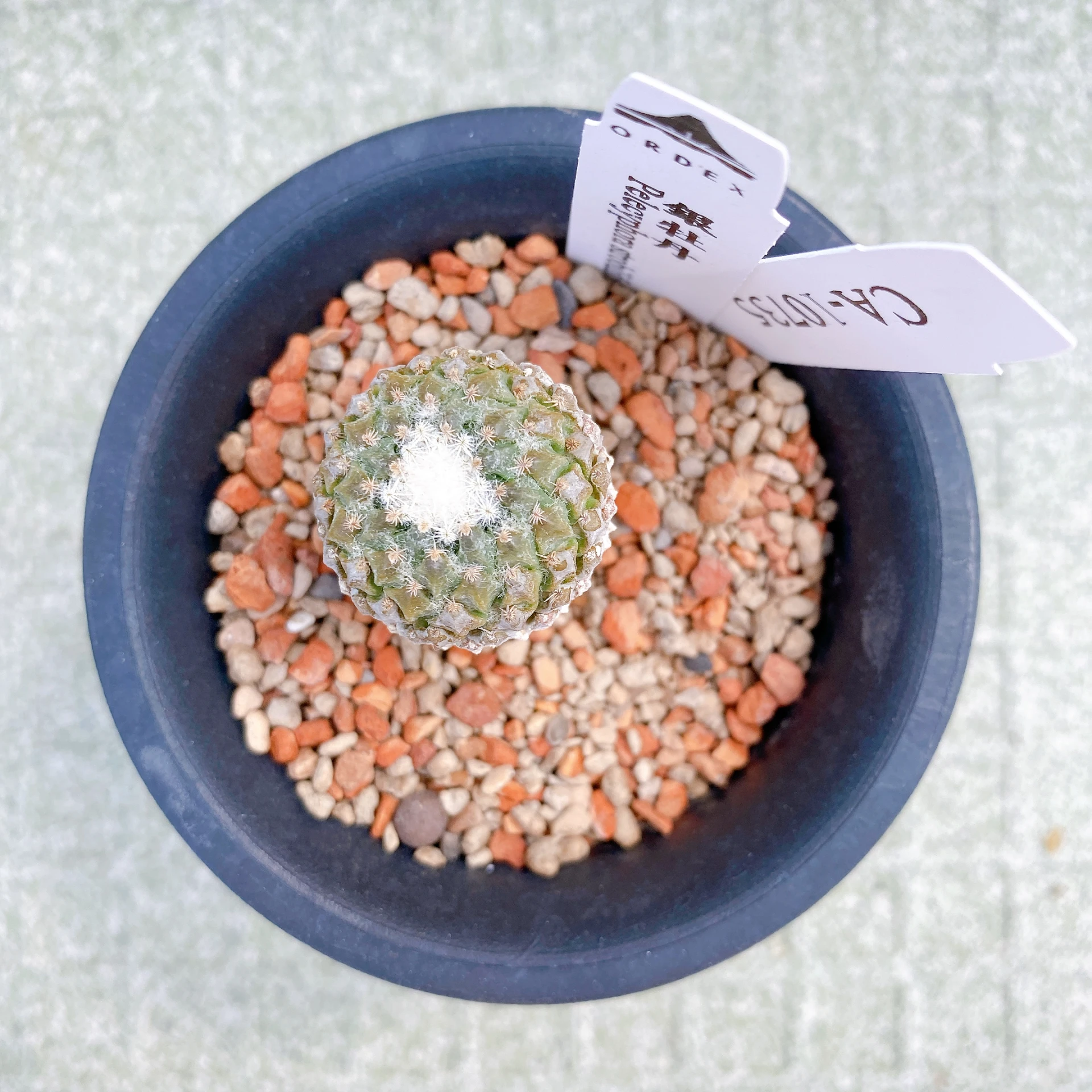 銀牡丹 Pelecyphora strobiliformis CA-10735