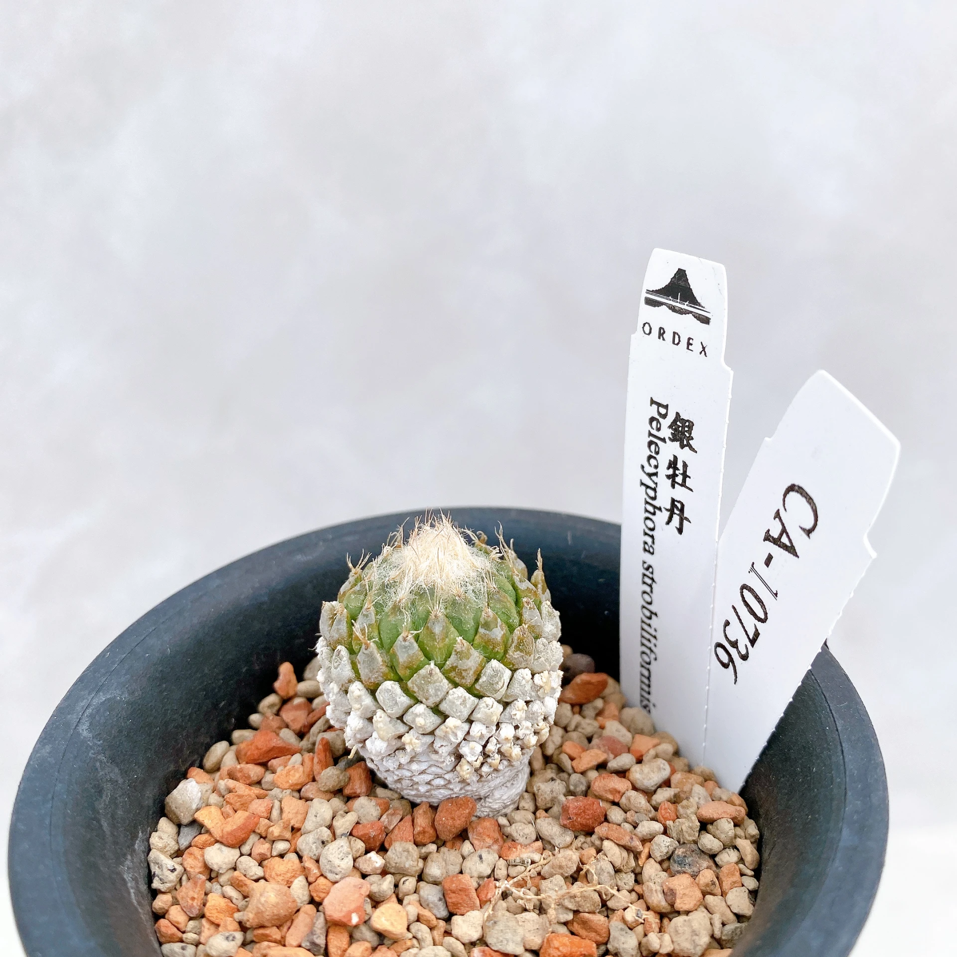 銀牡丹 Pelecyphora strobiliformis CA-10736