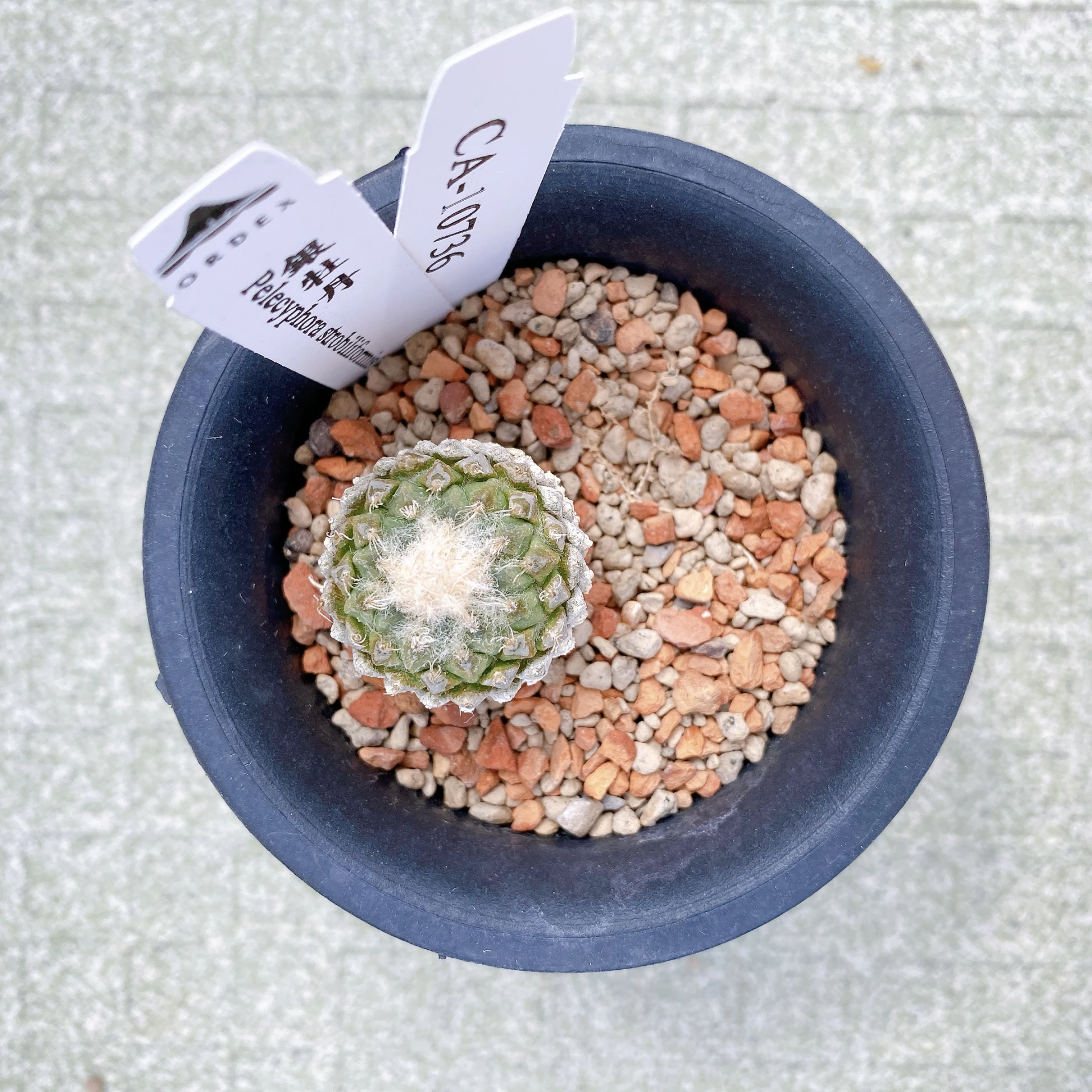 銀牡丹 Pelecyphora strobiliformis CA-10736
