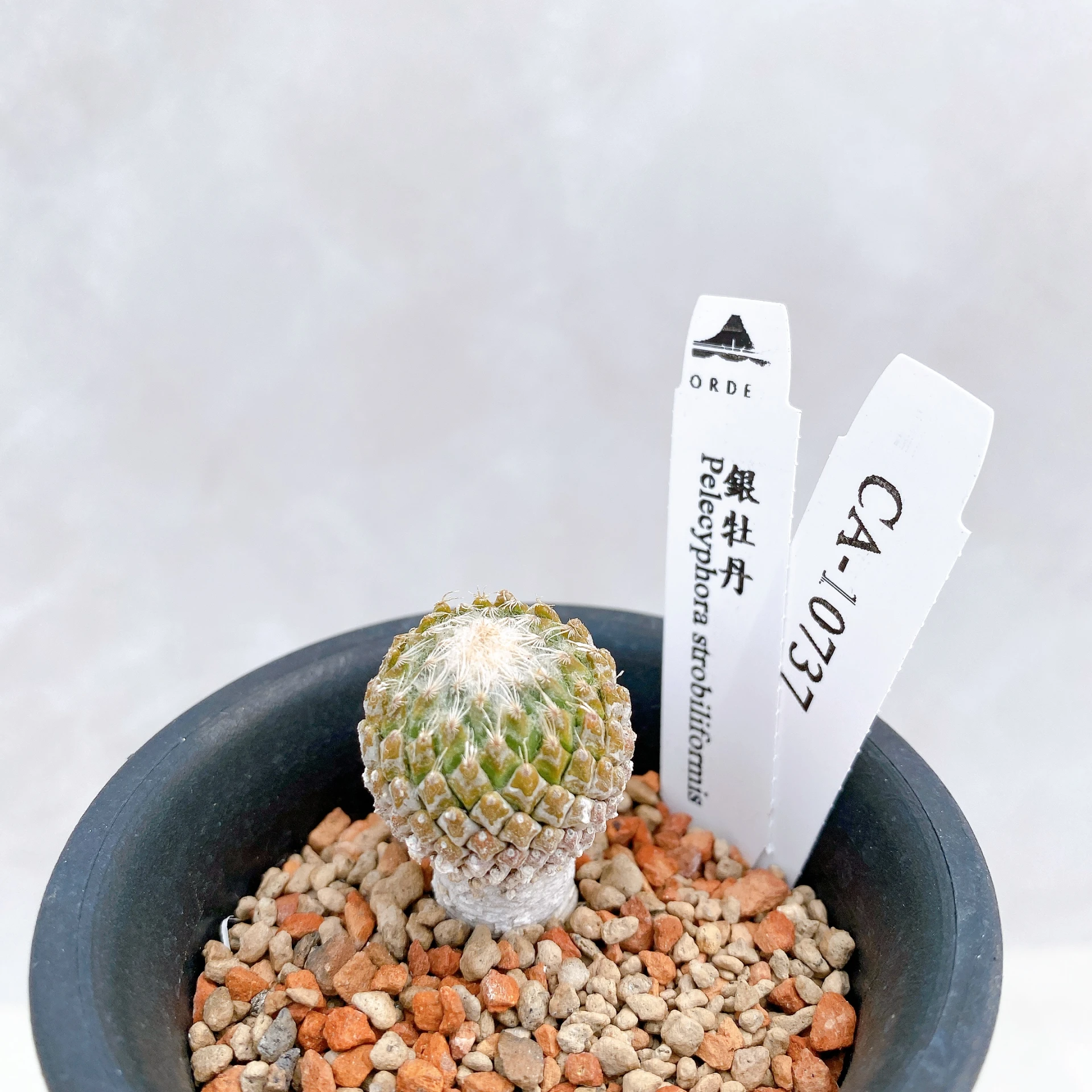 銀牡丹 Pelecyphora strobiliformis CA-10737