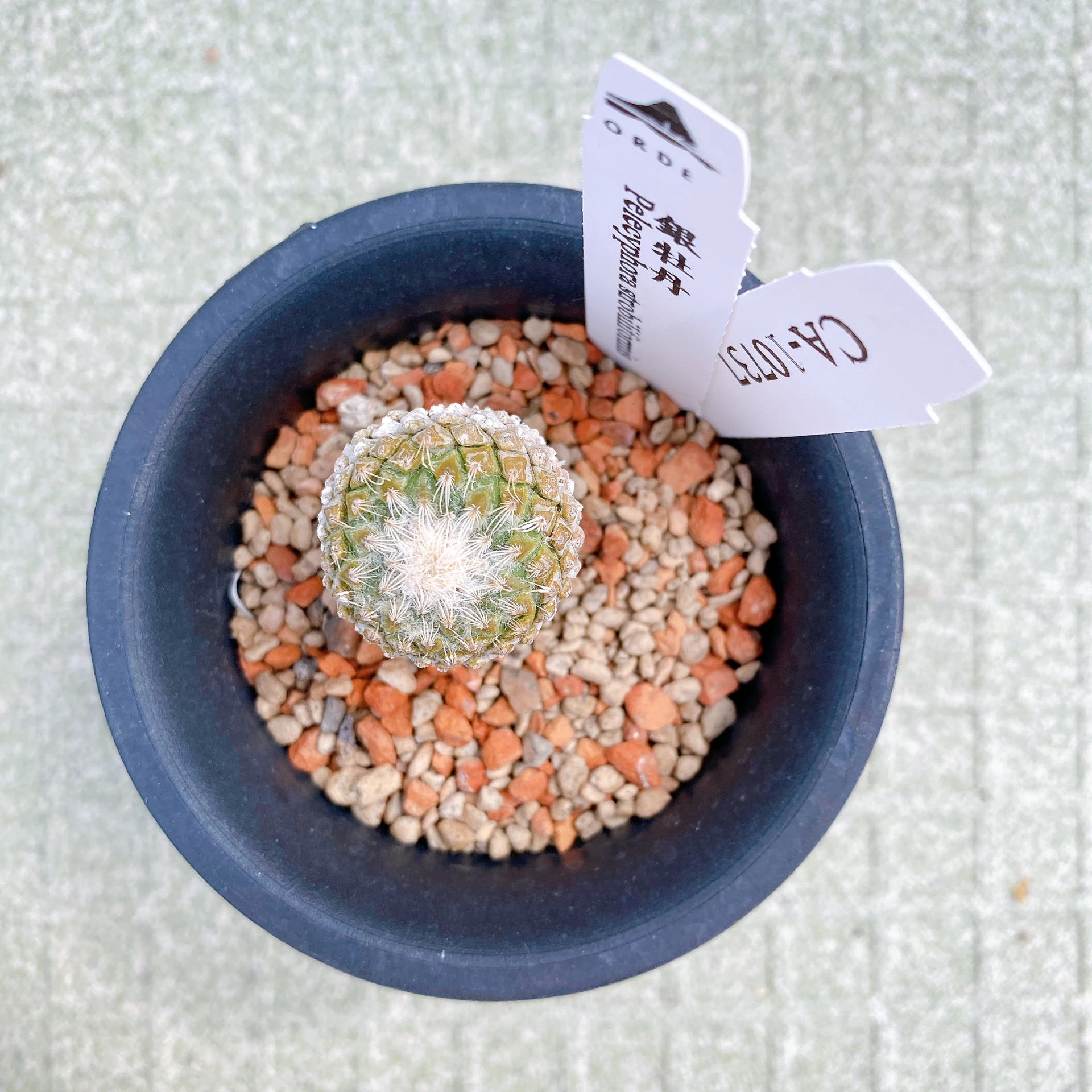 銀牡丹 Pelecyphora strobiliformis CA-10737