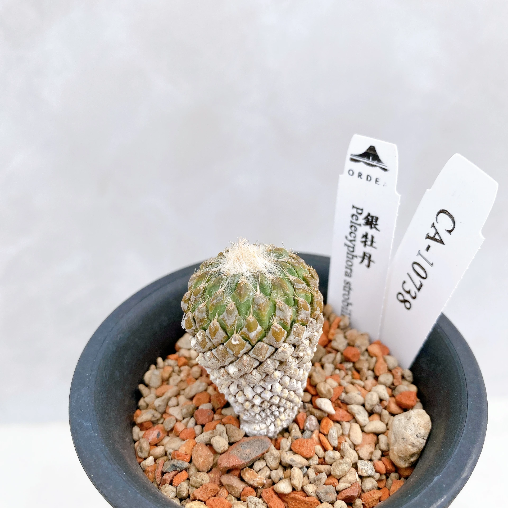 銀牡丹 Pelecyphora strobiliformis CA-10738