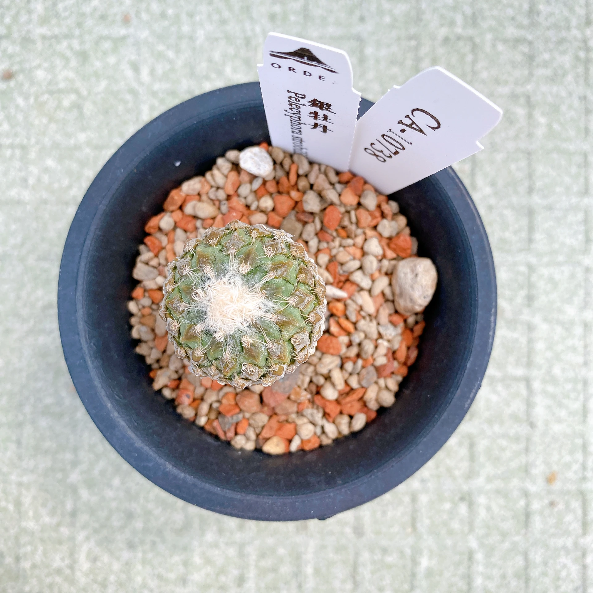 銀牡丹 Pelecyphora strobiliformis CA-10738