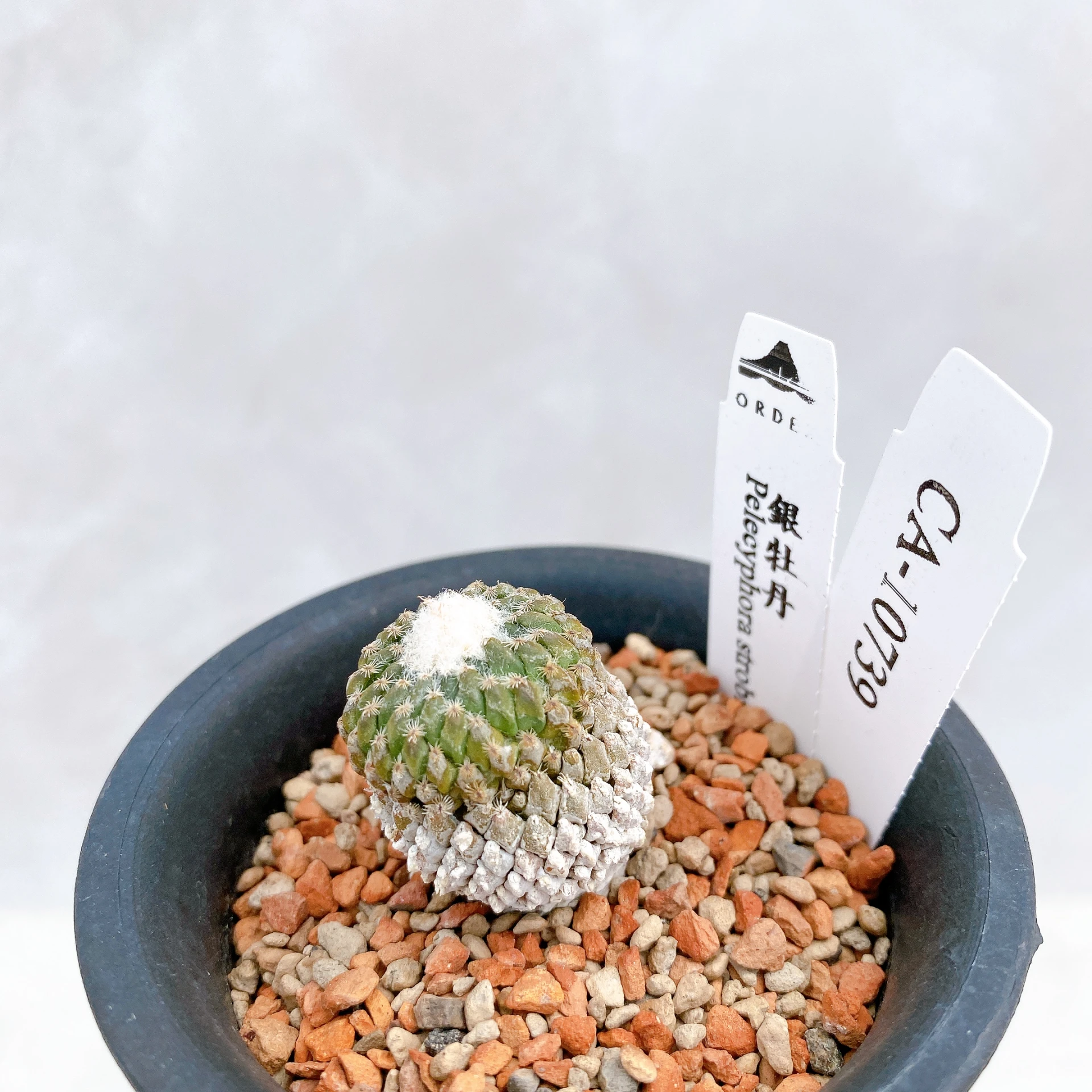 銀牡丹 Pelecyphora strobiliformis CA-10739