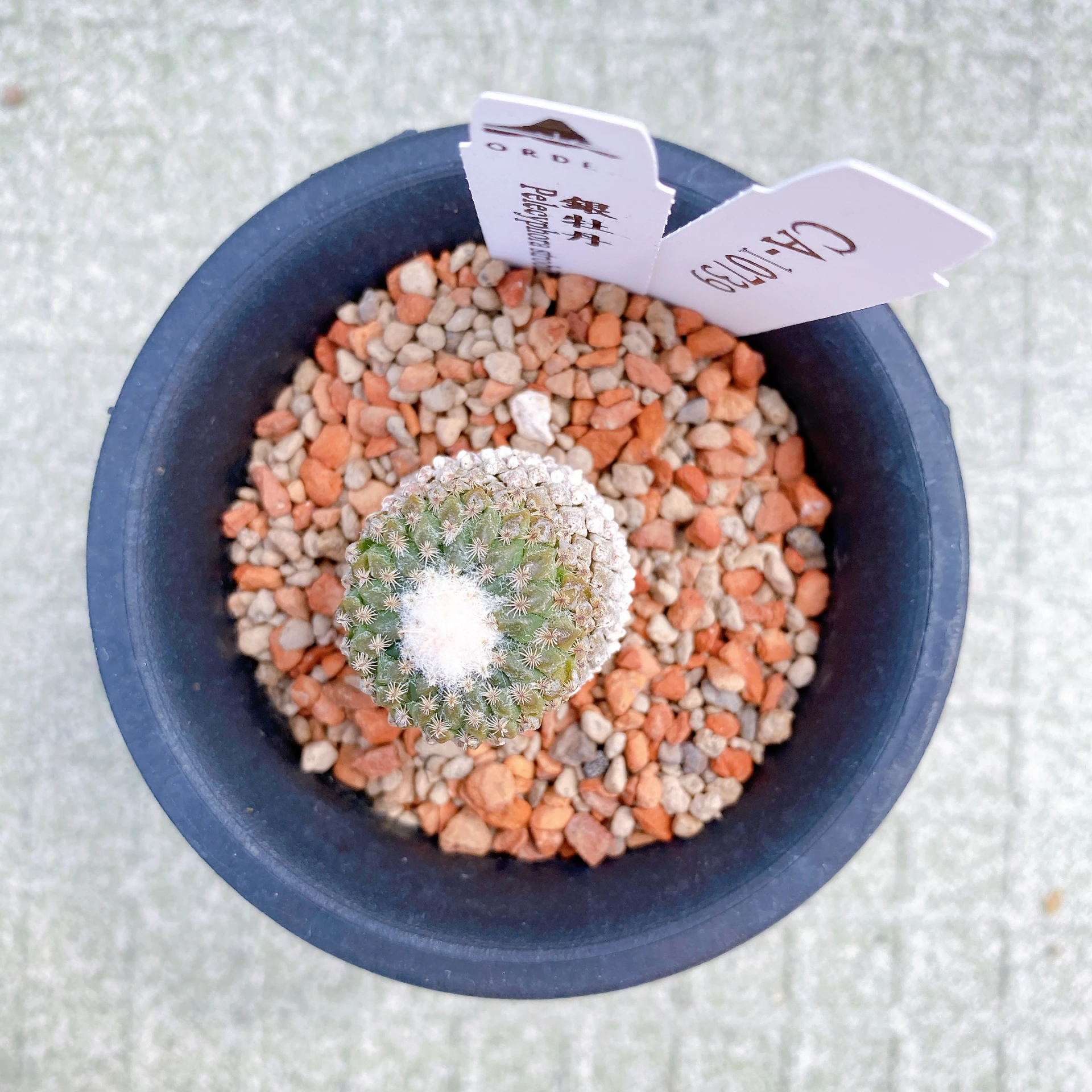 銀牡丹 Pelecyphora strobiliformis CA-10739