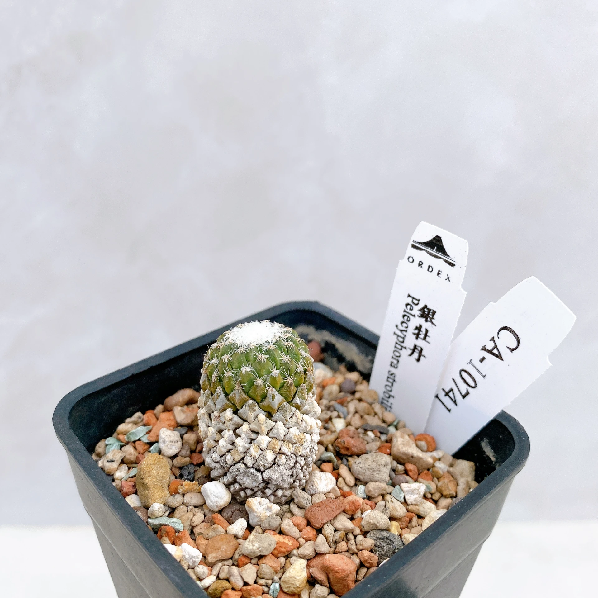 銀牡丹 Pelecyphora strobiliformis CA-10741