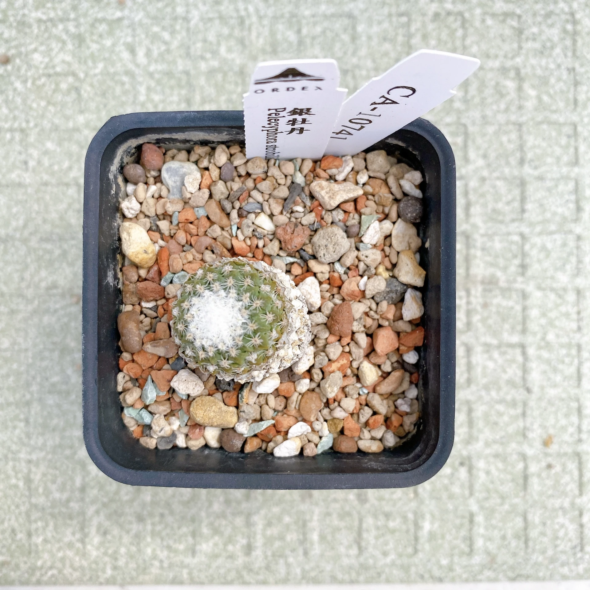 銀牡丹 Pelecyphora strobiliformis CA-10741