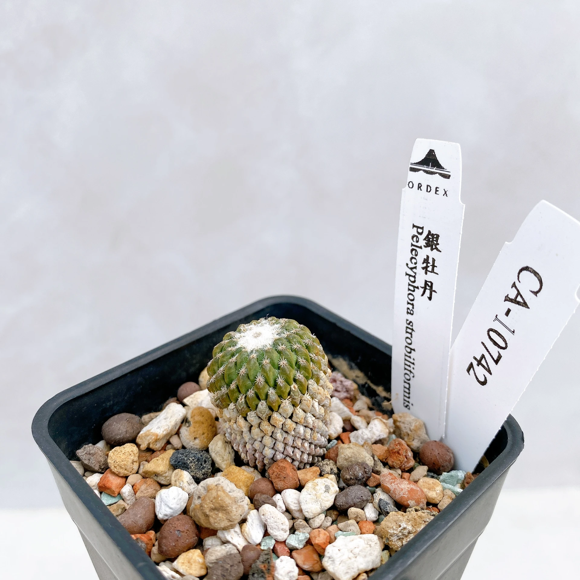 銀牡丹 Pelecyphora strobiliformis CA-10742
