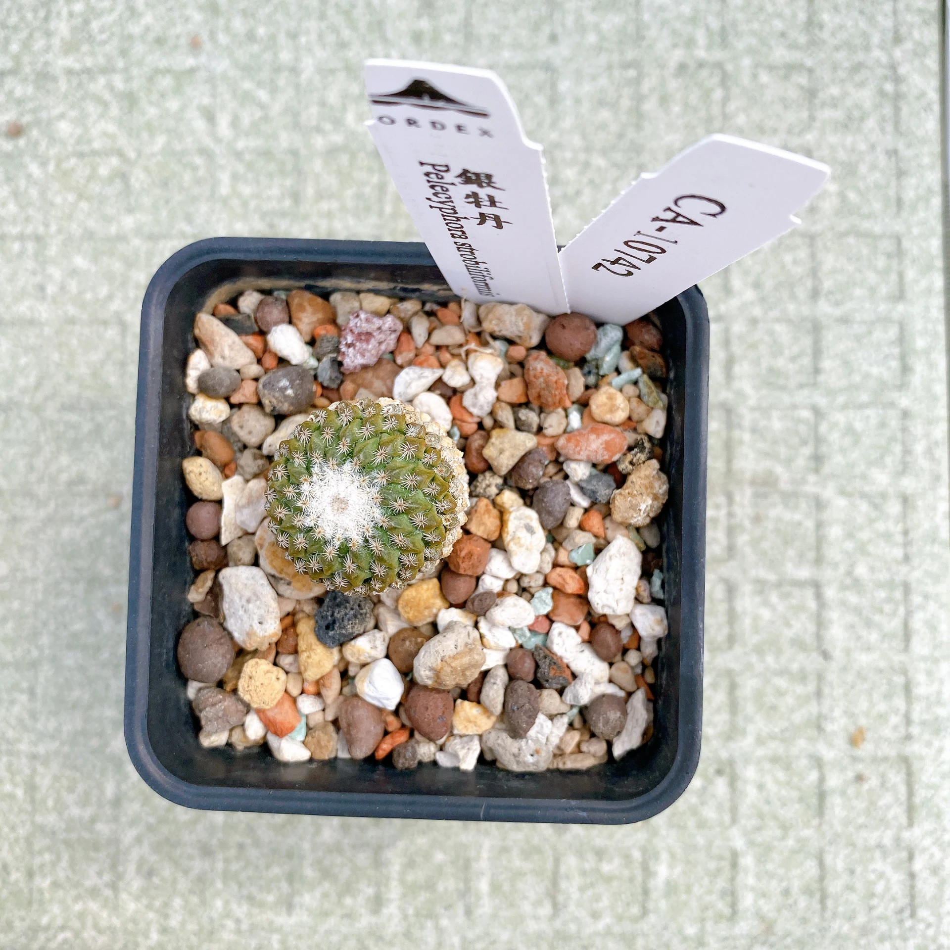 銀牡丹 Pelecyphora strobiliformis CA-10742
