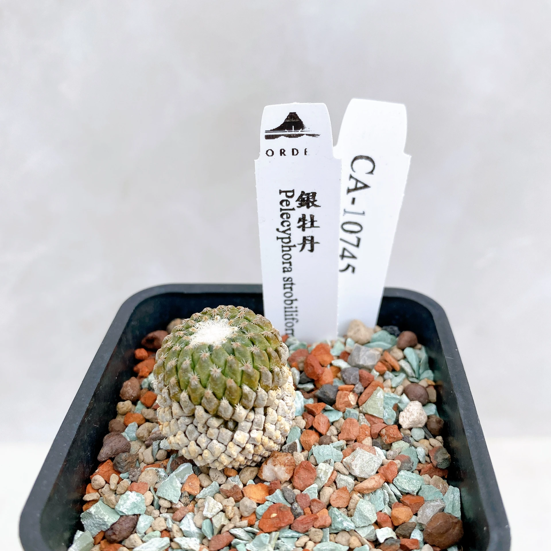 銀牡丹 Pelecyphora strobiliformis CA-10745