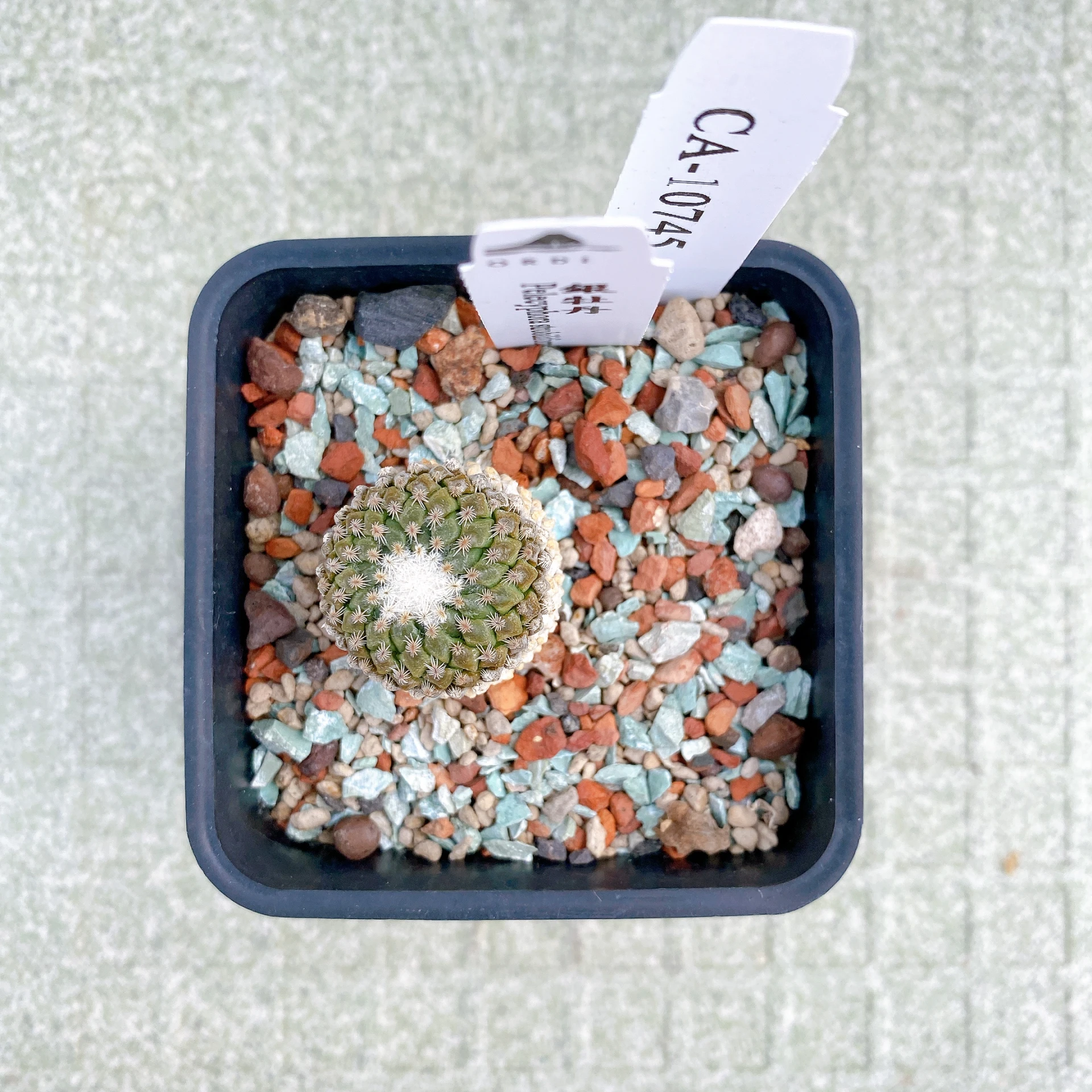 銀牡丹 Pelecyphora strobiliformis CA-10745