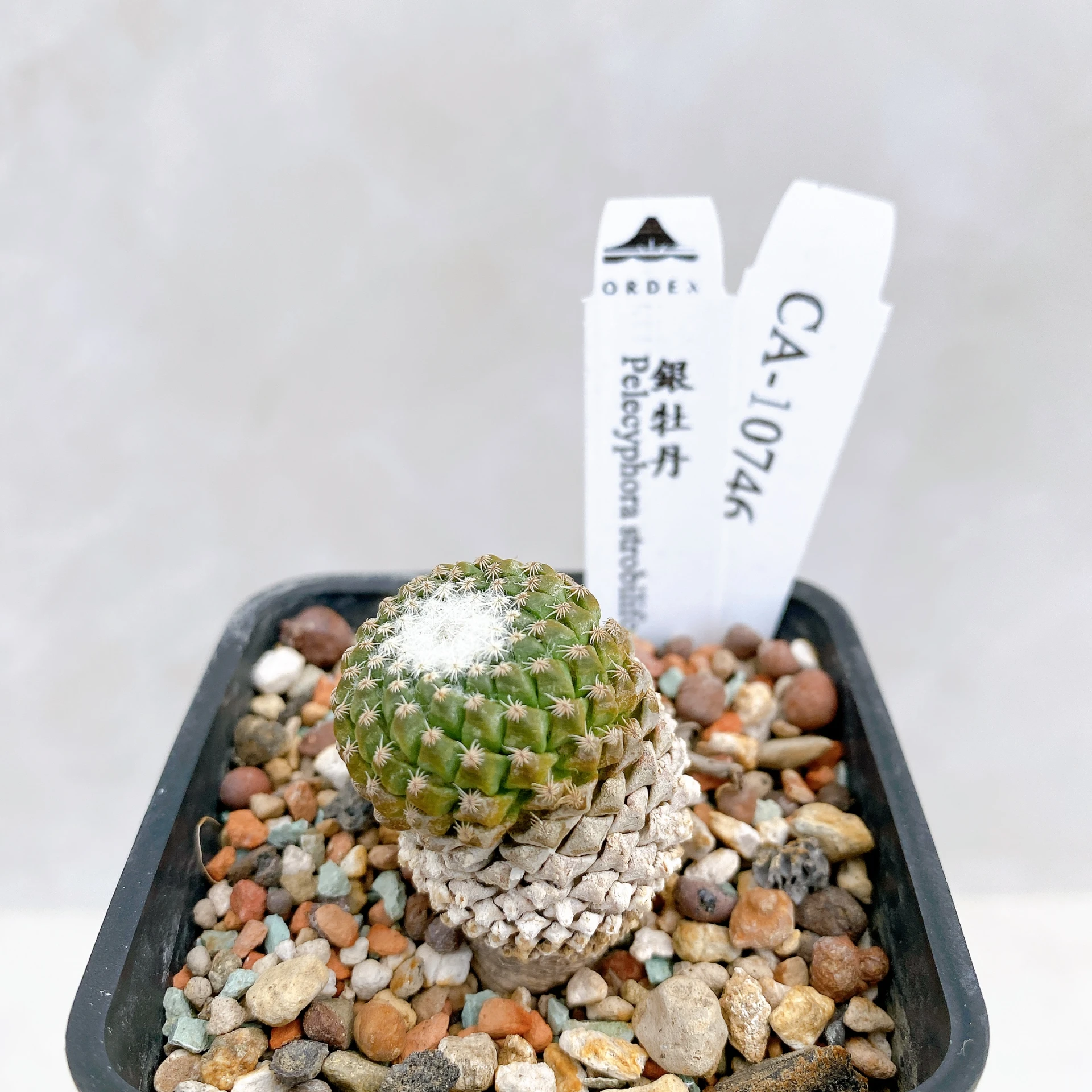 銀牡丹 Pelecyphora strobiliformis CA-10746