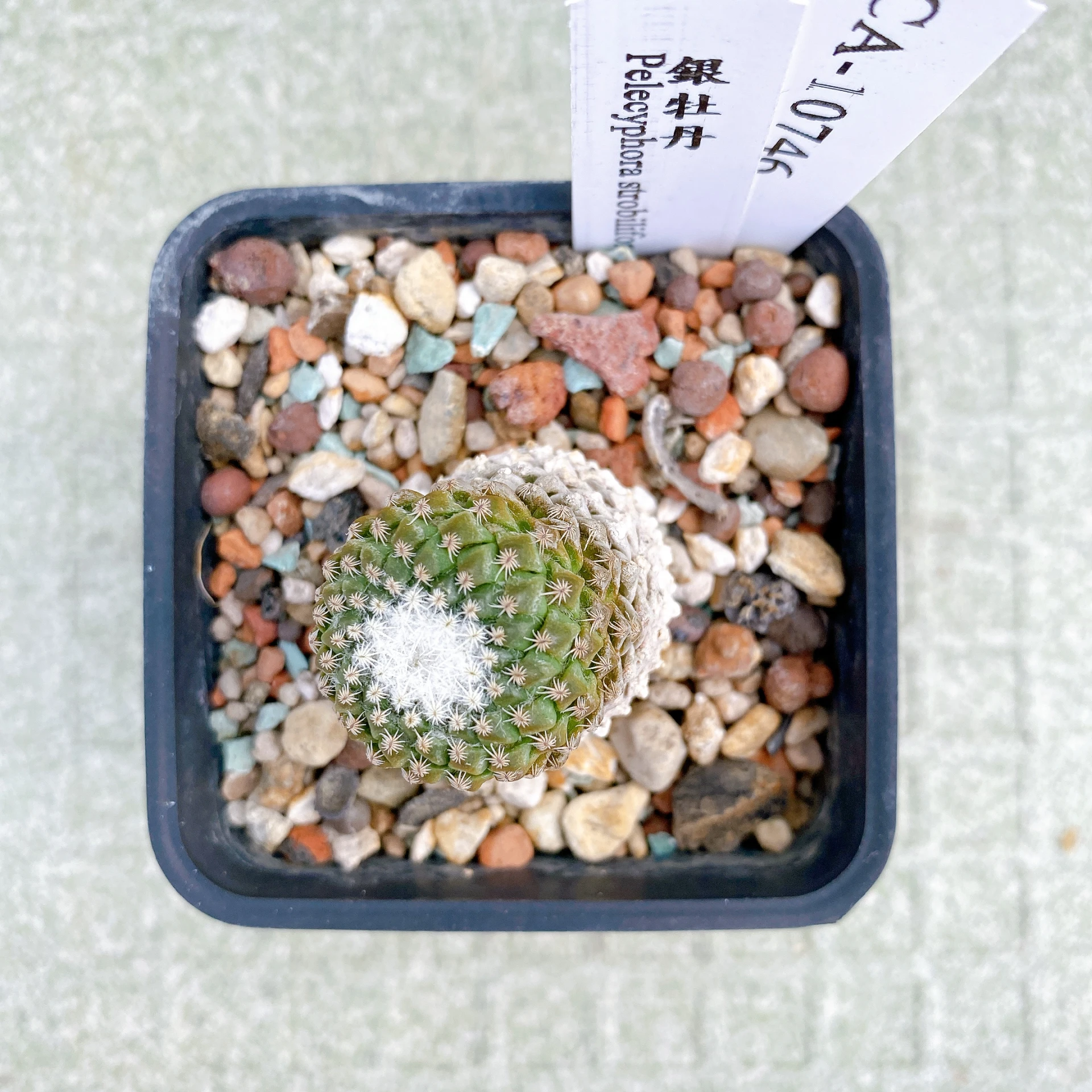 銀牡丹 Pelecyphora strobiliformis CA-10746
